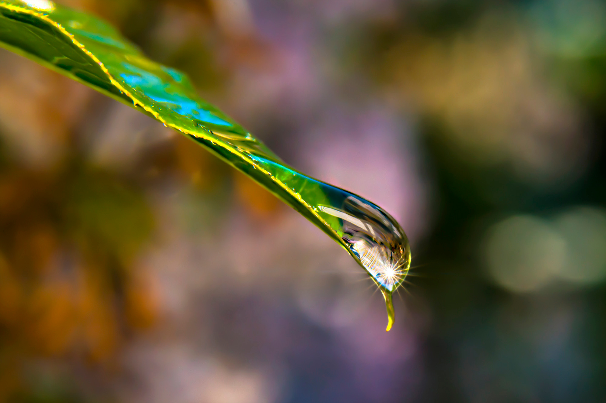 Макросъёмка. Ваш личный фотограф Марина Волкова