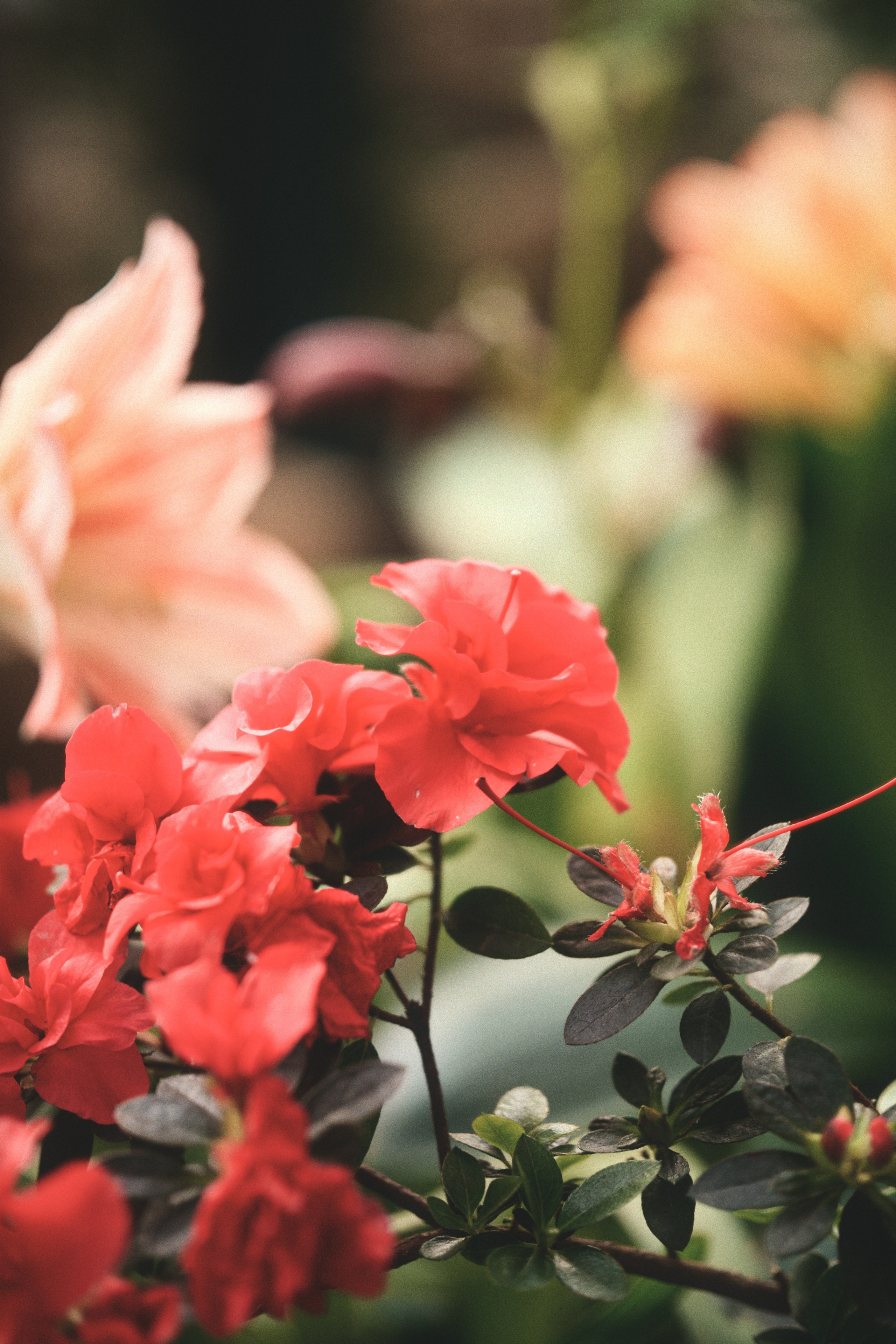 Аптекарский огород. Фотограф-любитель из Кирова Андрей Погребняк