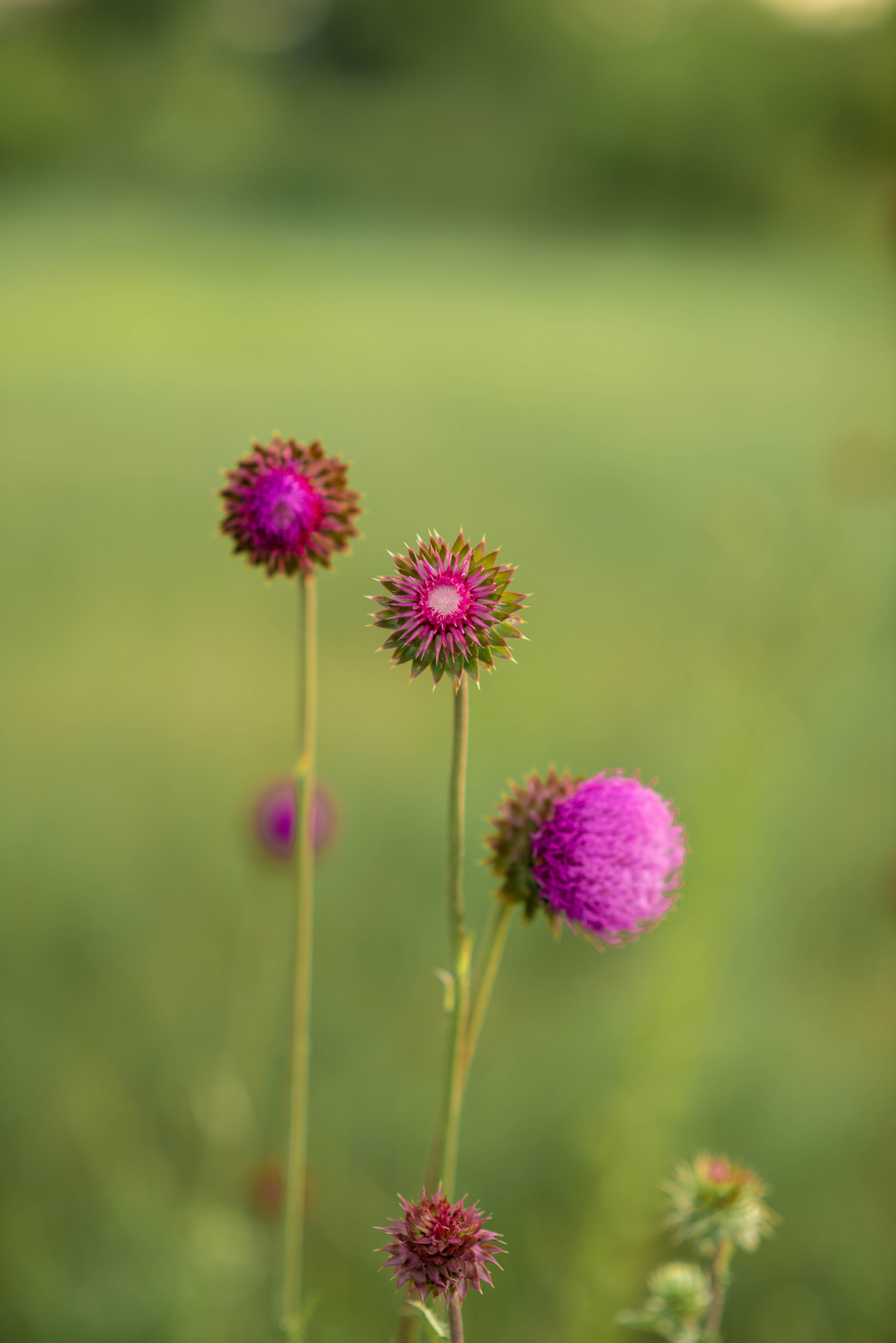 София. Семейный и свадебный фотограф в Абакане Юлия Су