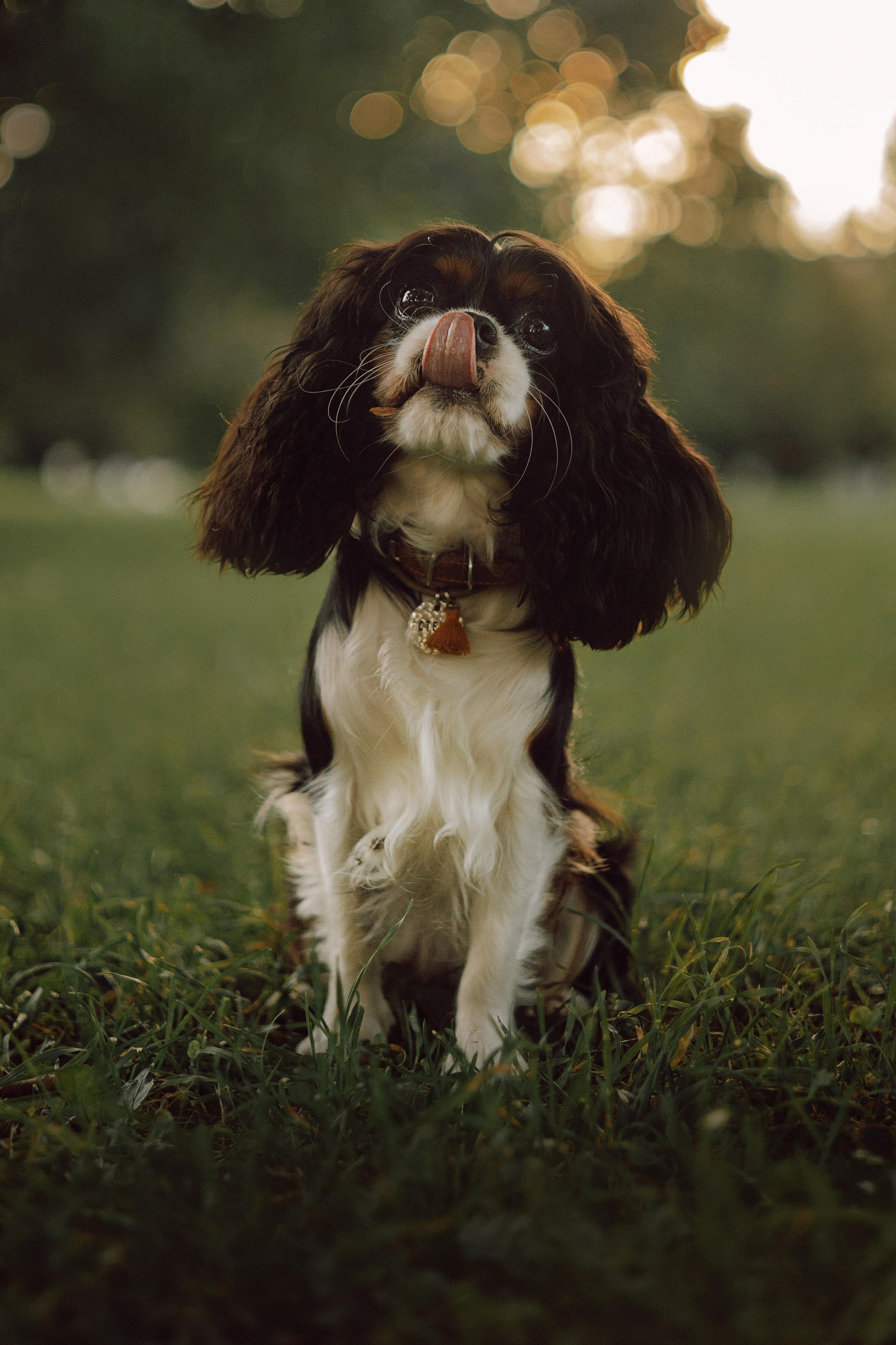 Один день из жизни Стеши и её родных. Фотограф — анималист •love-story•|Санкт-Петербург