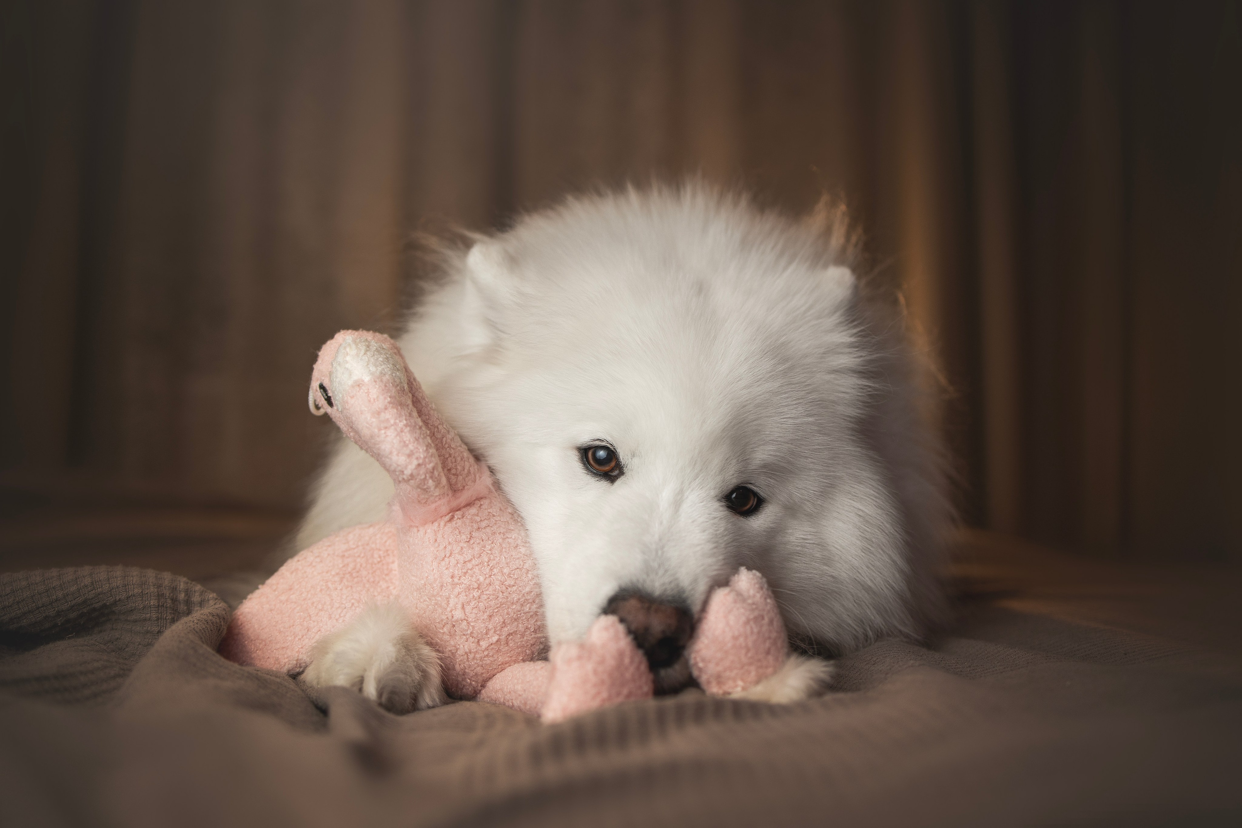 Для брендов. Фотограф анималист в Москве Майорова Евгения