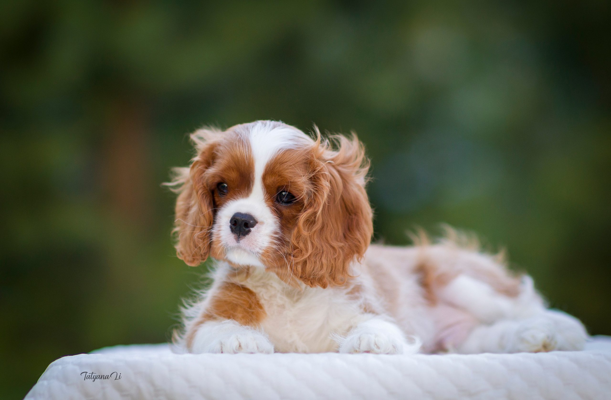 Кавалер-Кинг-Чарльз-Спаниель. Фотограф — анималист Татьяна Ли