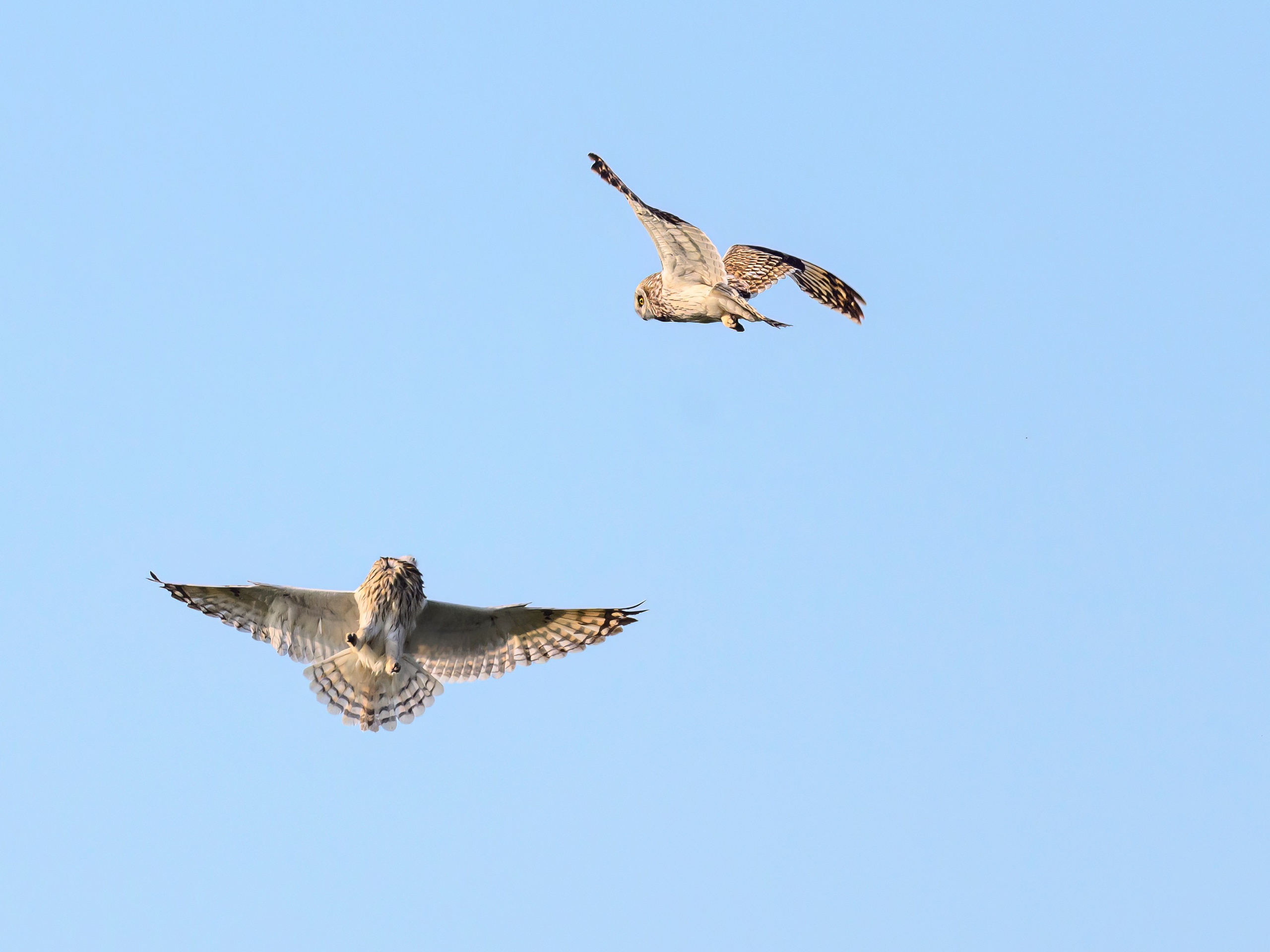 Совы играют в догонялки. Wildlife photography by Sergey Puponin