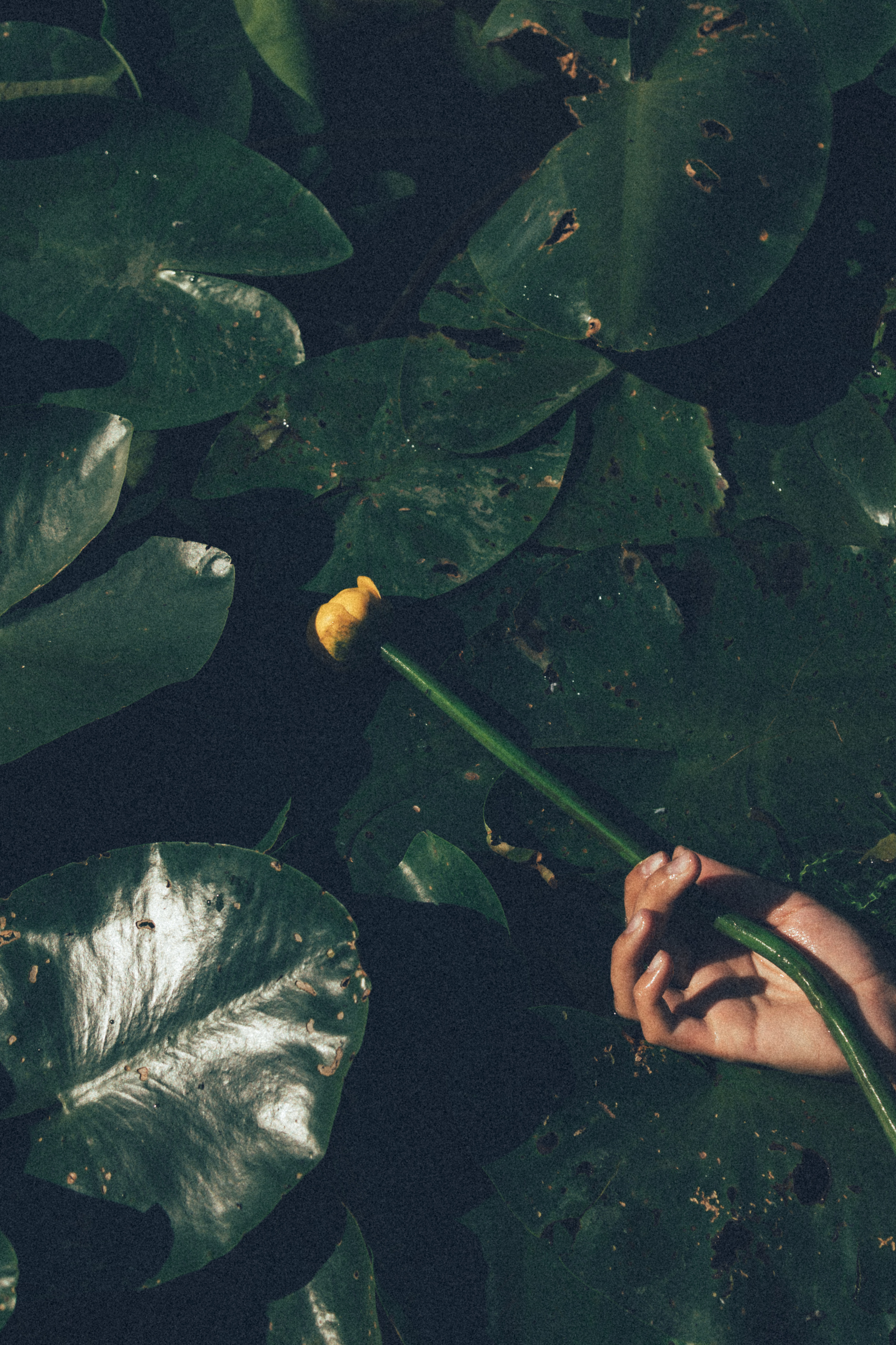 Регина. Семейный фотограф новорожденных УФА Гульнара Зиновьева