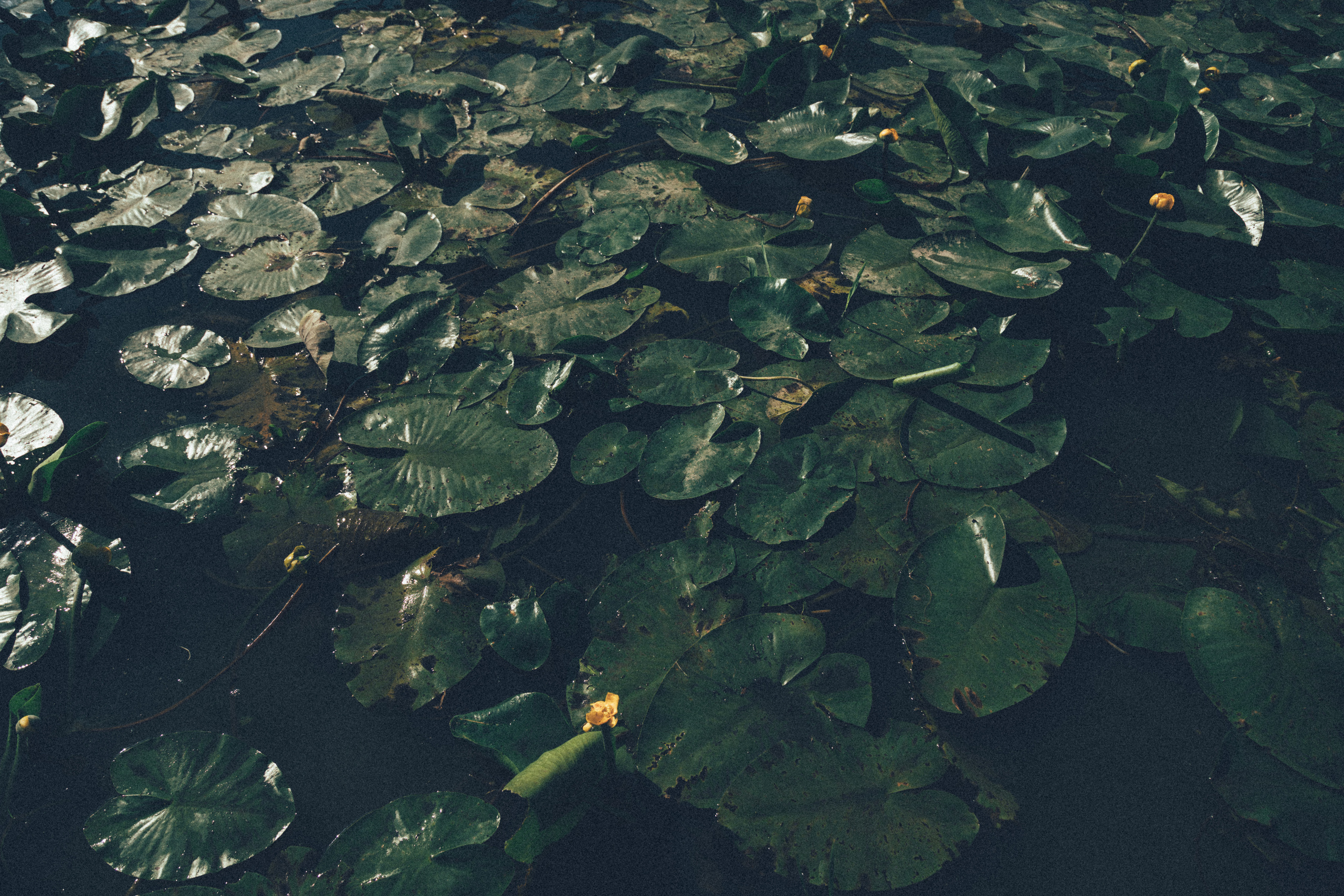 Регина. Семейный фотограф новорожденных УФА Гульнара Зиновьева