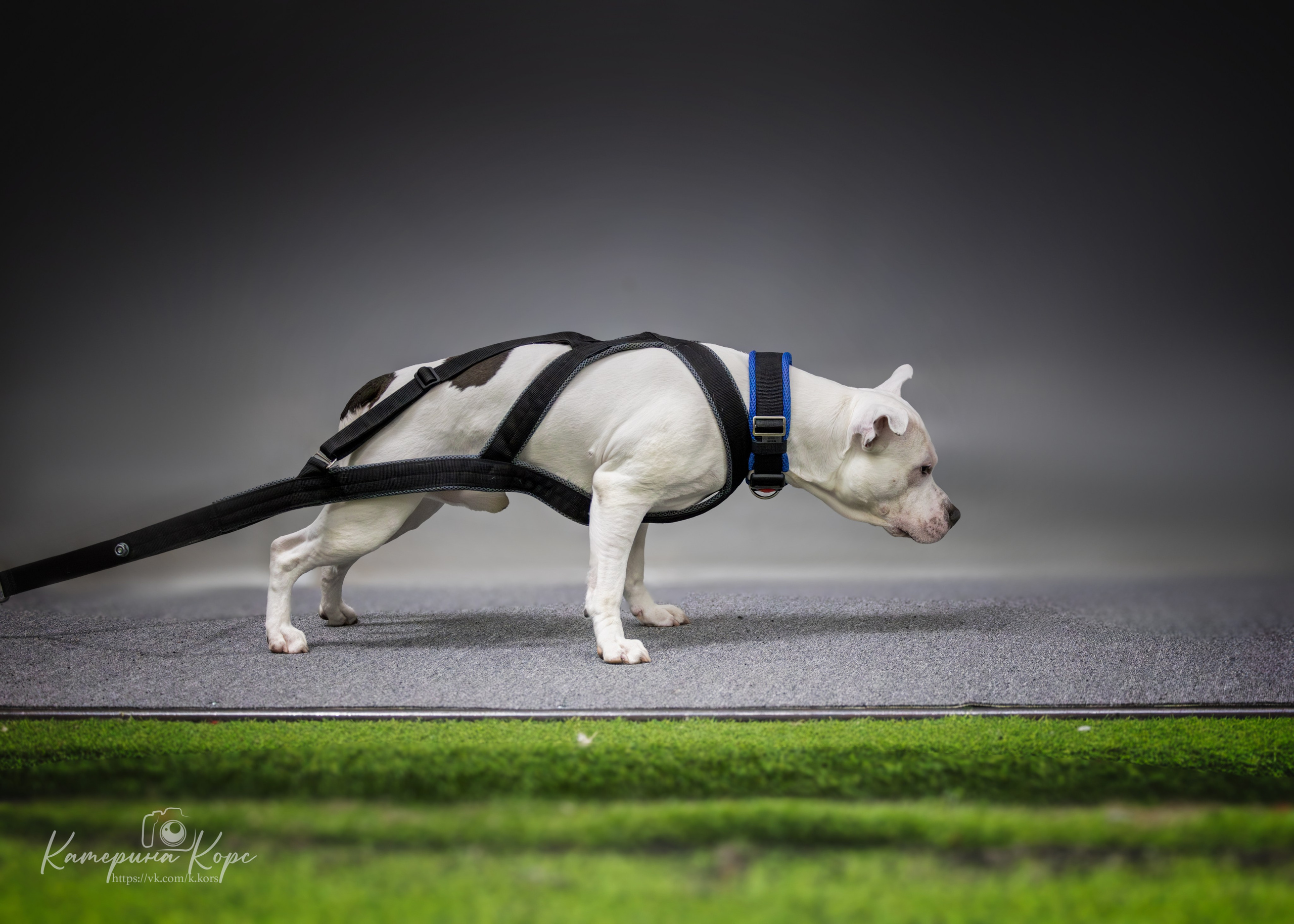 Спорт. Главная