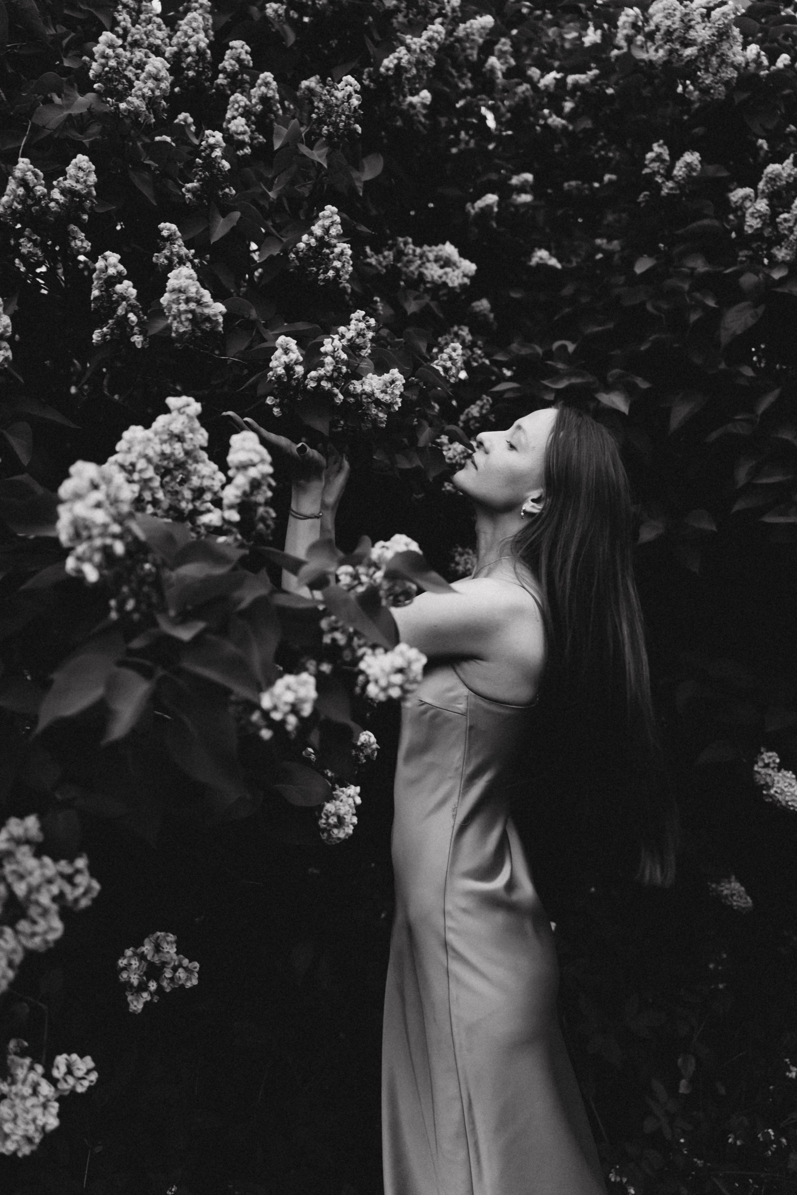 Сиреневый сад. Фотограф Москва