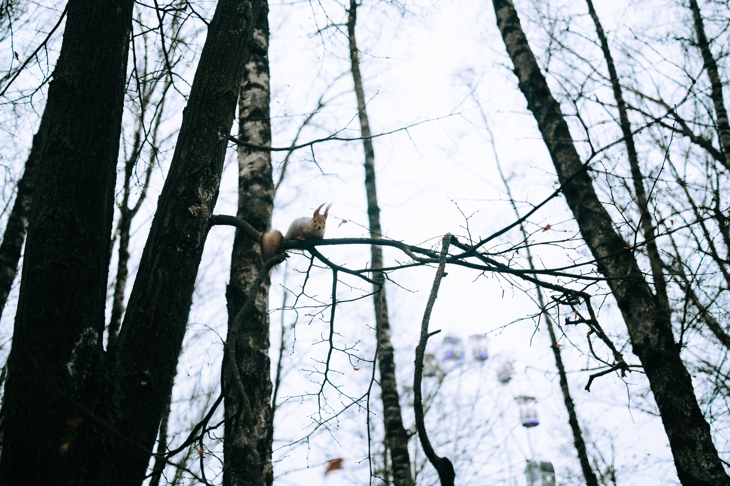 Осень, парк, экзотариум. Свадебный и семейный фотограф в Туле и области Маша Костина