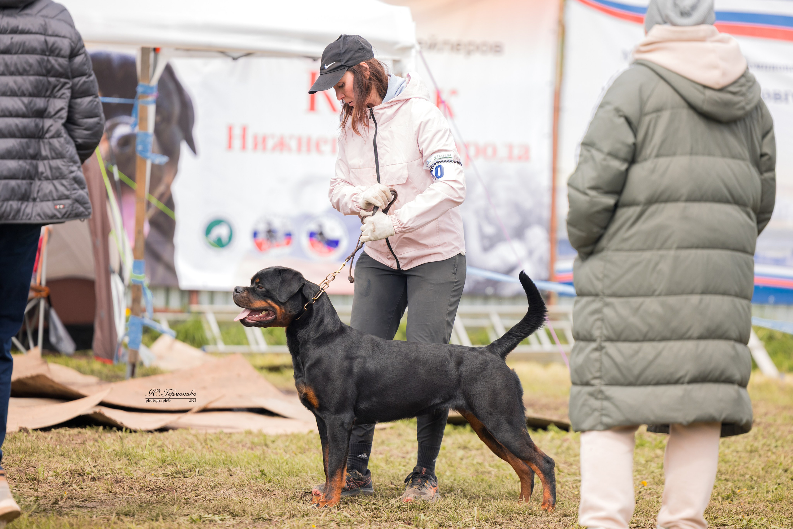 Нижний Новгород 2хмоно ротвейлеров 10-11.05.2025. Фотограф-анималист Юлия Германика