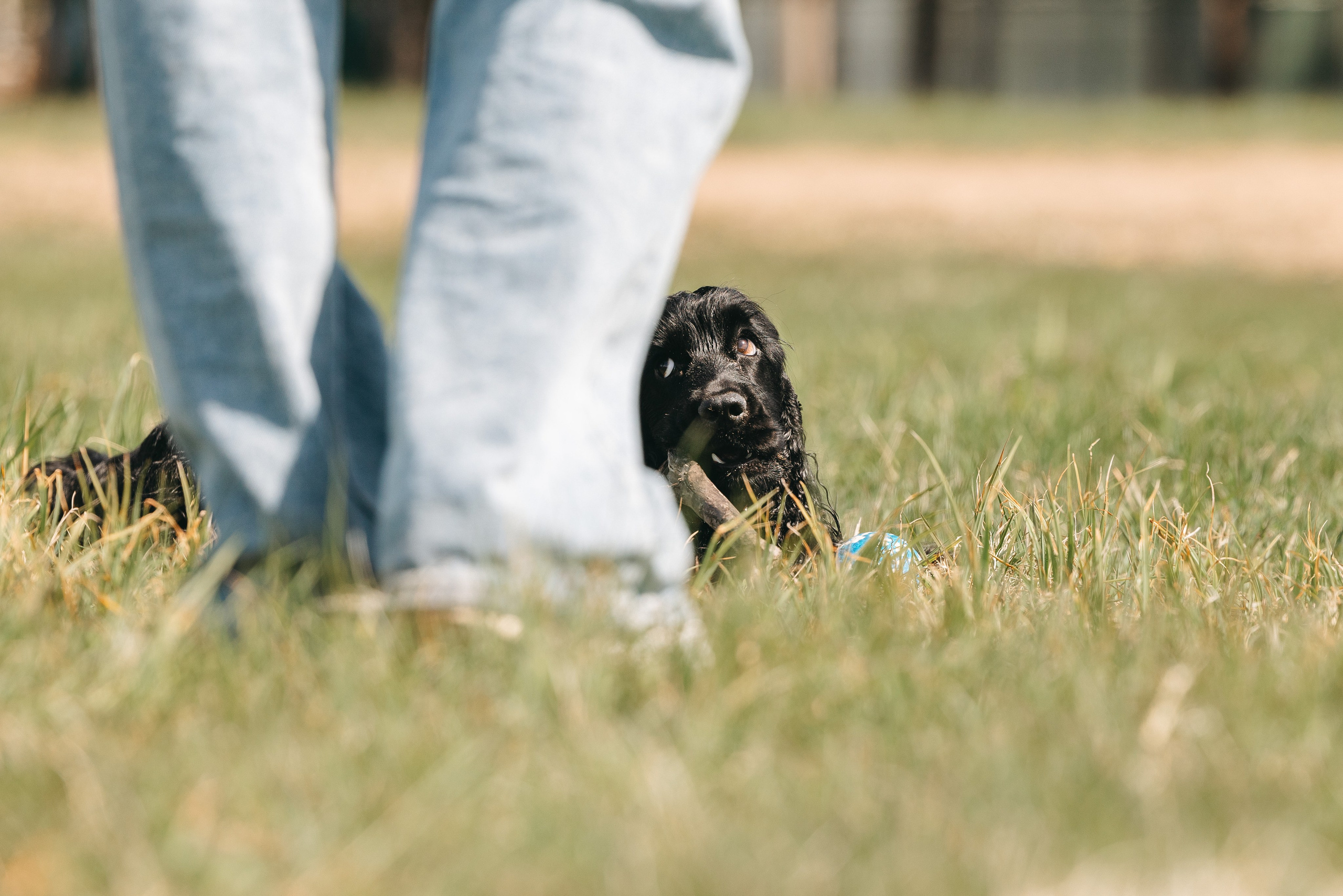 Спанимания. Фотограф анималист Осипчикова Мария