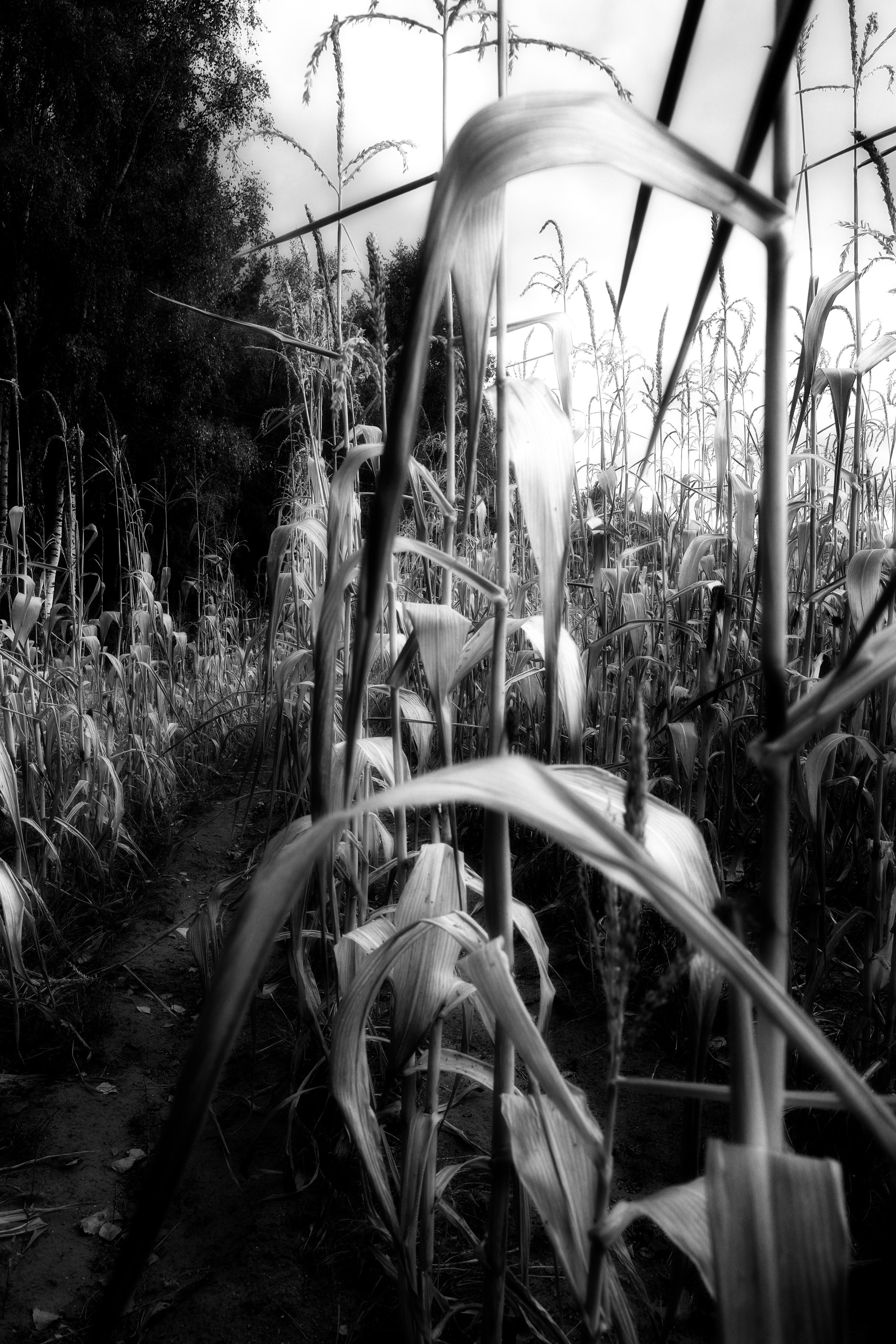 ЧБ  пейзажи (BnW landscape). Фотограф (photographer) Lischinski Vitaliy