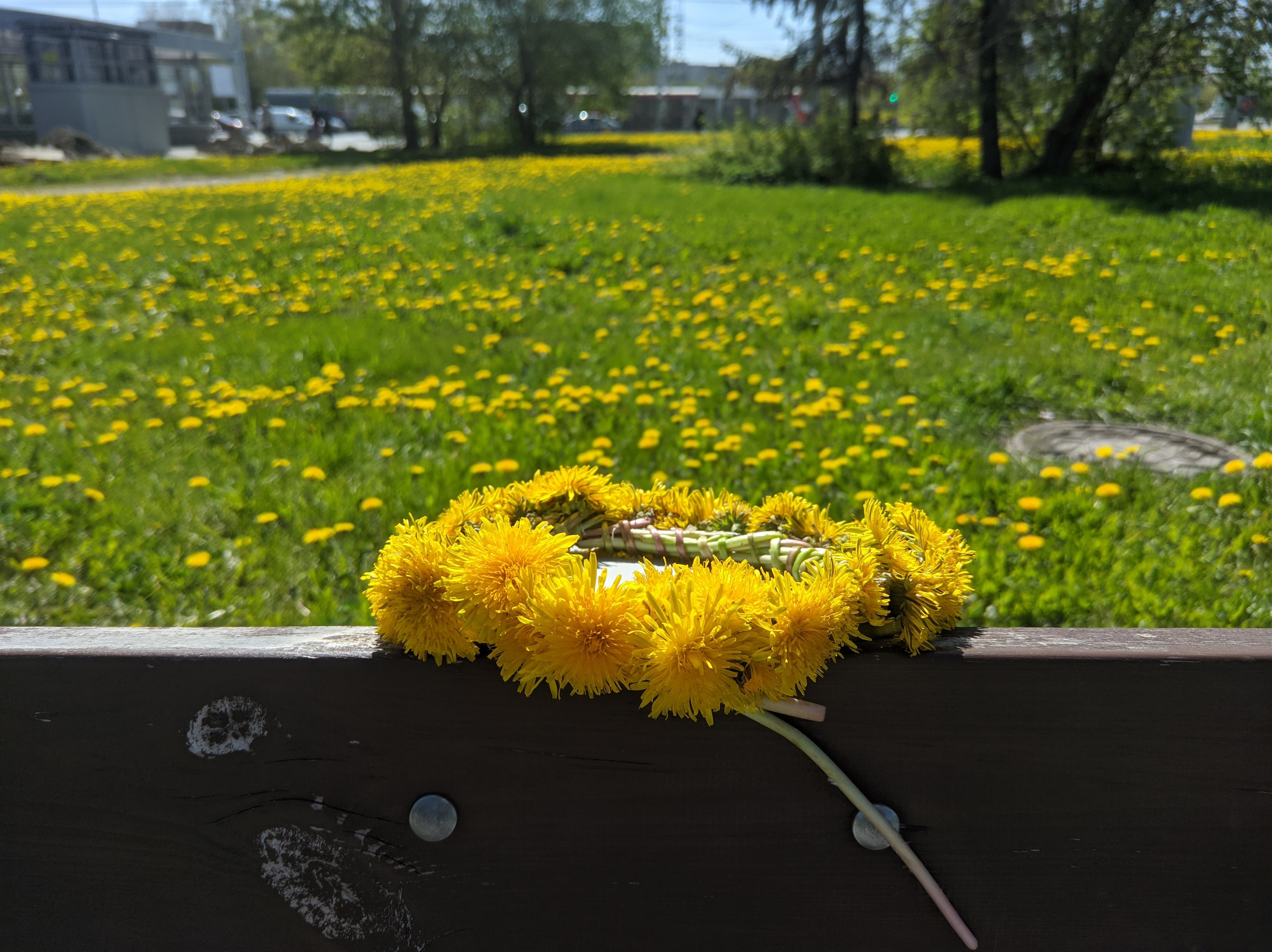 Солнечный. Фотограф в Санкт-Петербурге Березовский Даниил