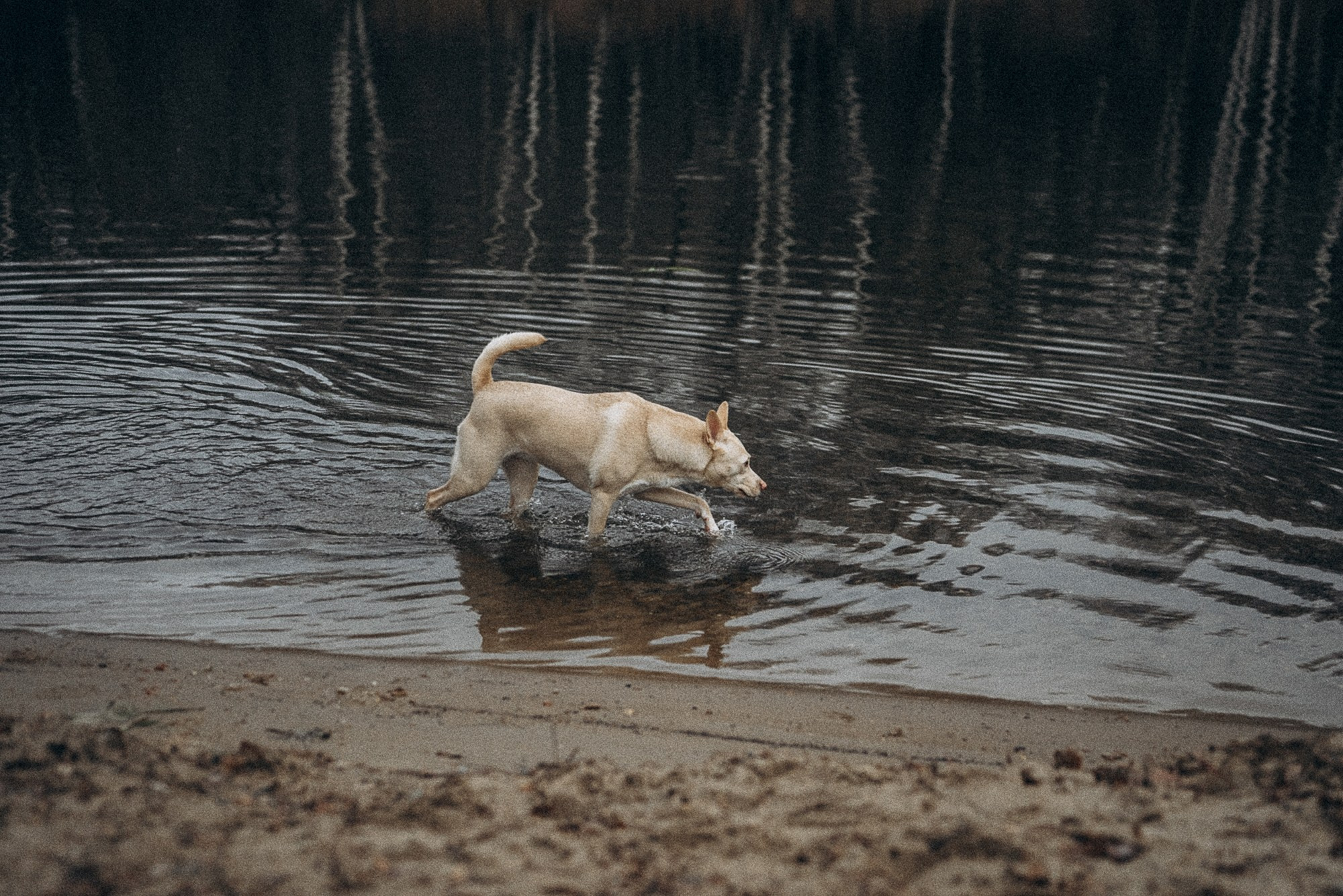 Туся. Фотограф анималист в Москве и Санкт-Петербурге Свиридова Анна