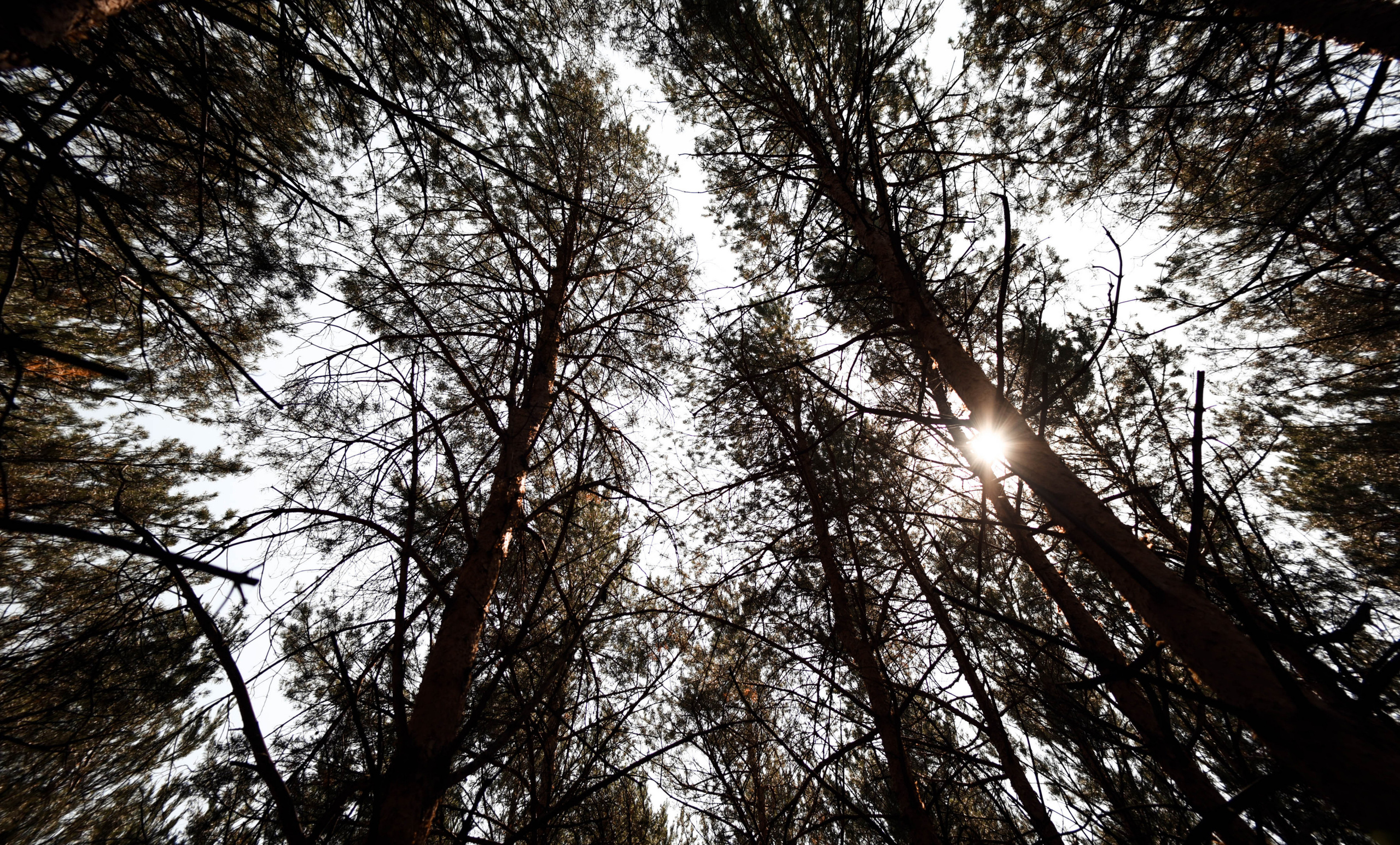 Летняя свадьба в + 35С Юра+Ксюша. Свадебный, семейный, детский, контент фотограф в Омске Максим Ильин