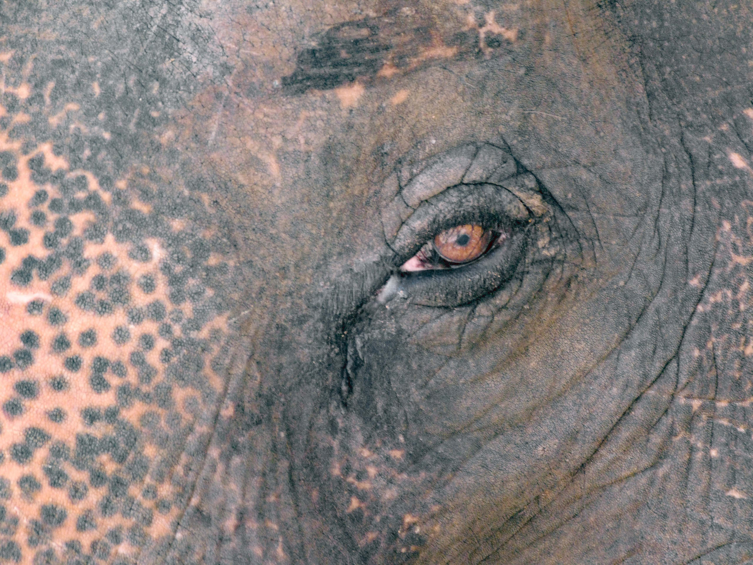 Thai. Фотограф Миланазавр