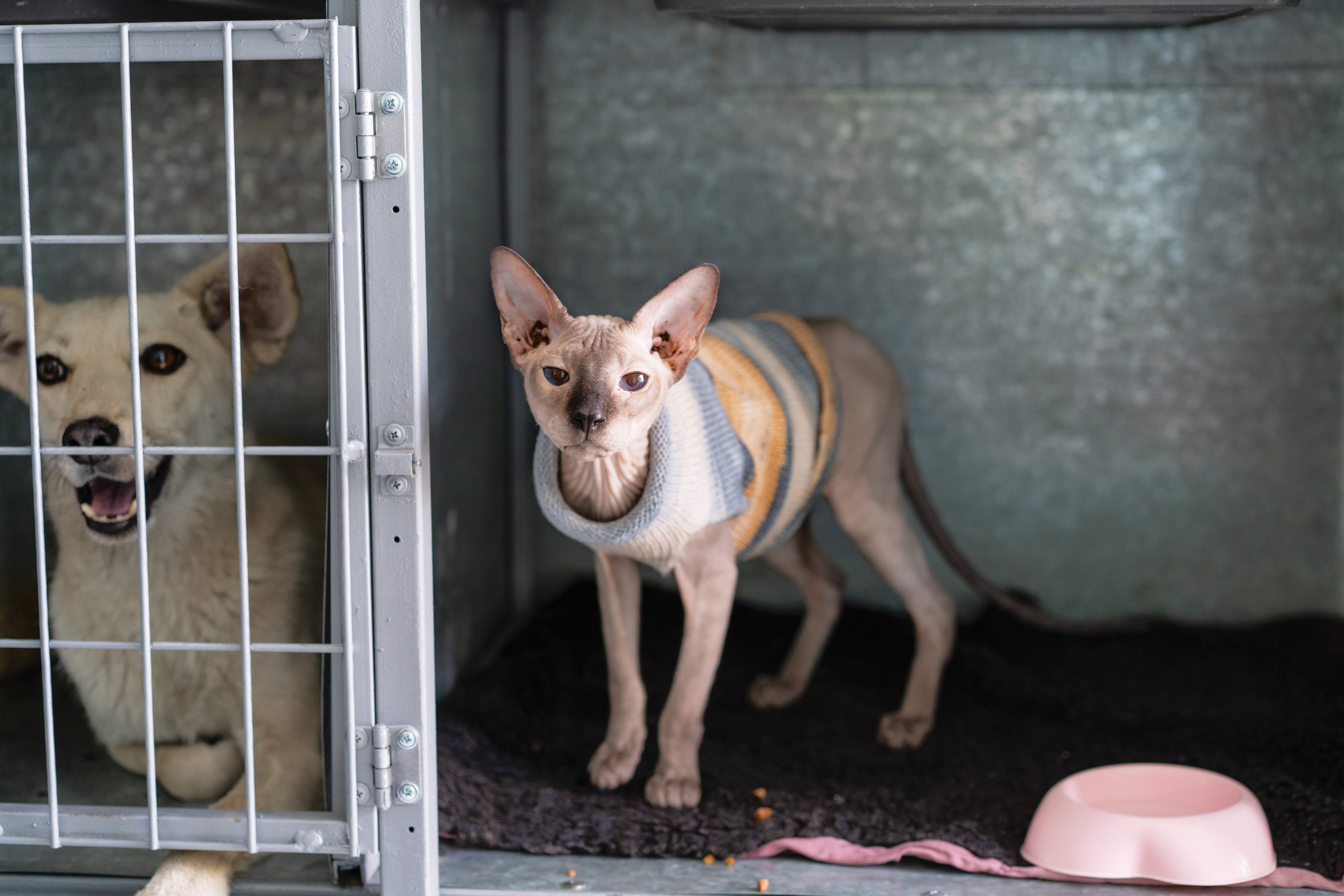 Vet clinic. Nina Petina