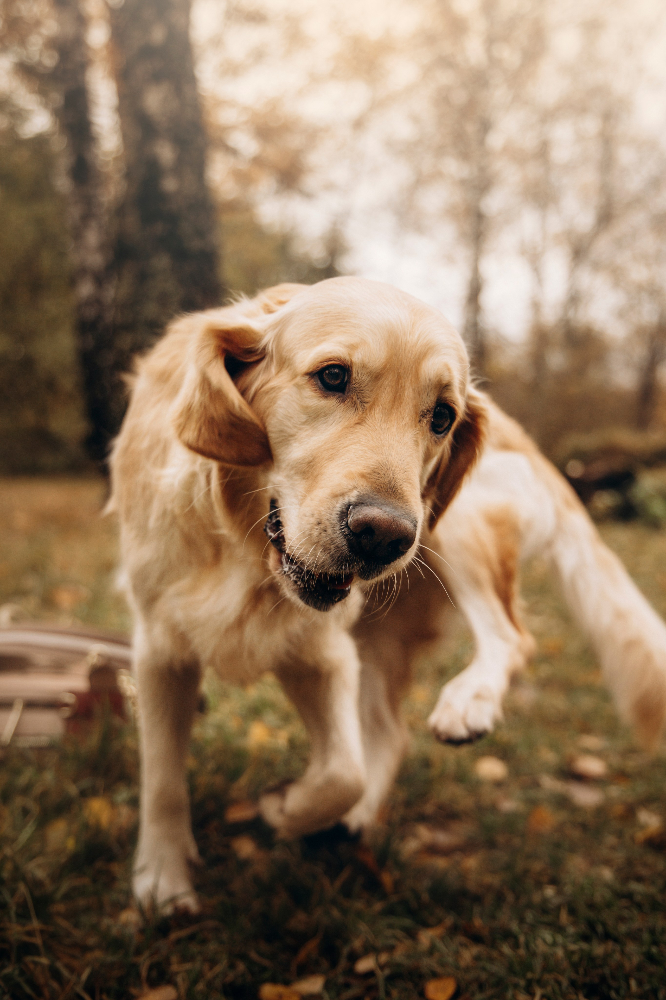 Марина и Чили. Фотограф — Анималист | Санкт-Петербург