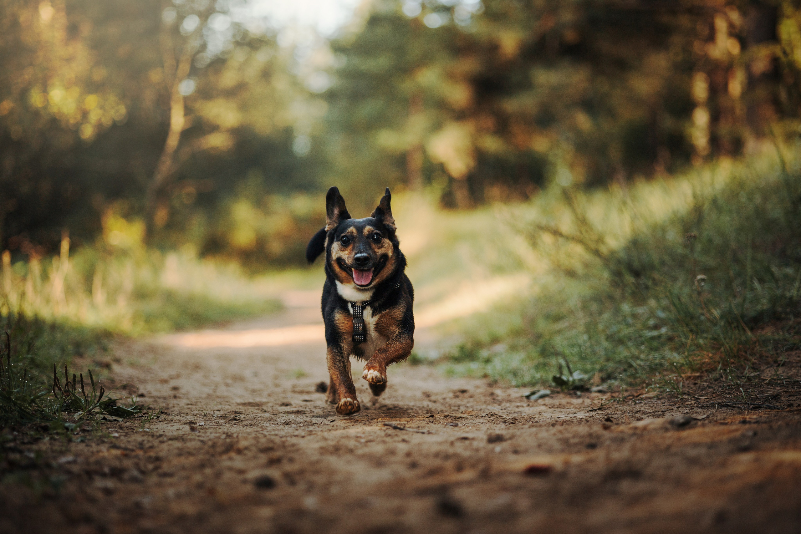 Ольга и Рекс. Фотограф — Анималист | Санкт-Петербург