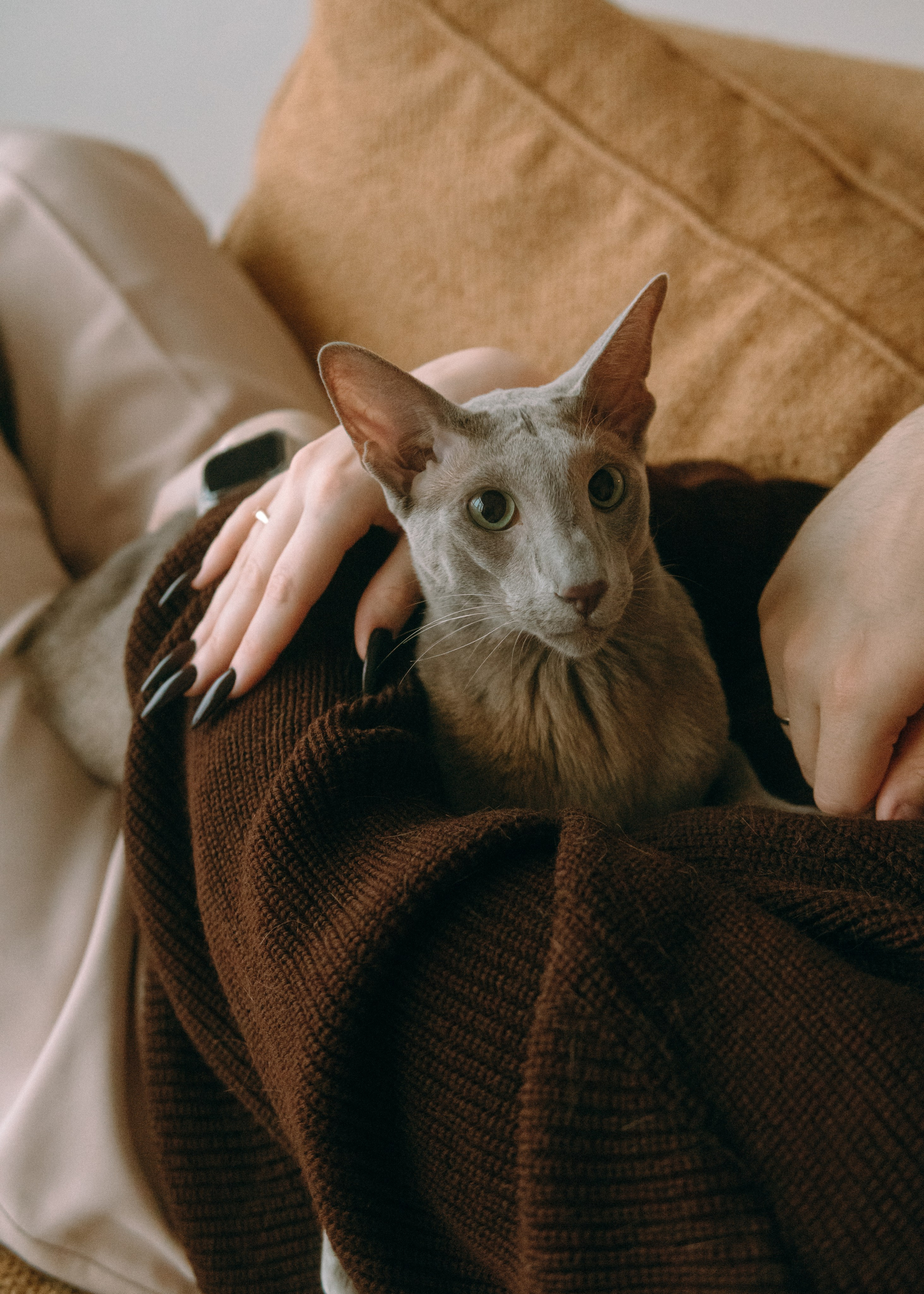 Амина, Булат и Орион. Фотограф-анималист Ксения Воробьева, Москва