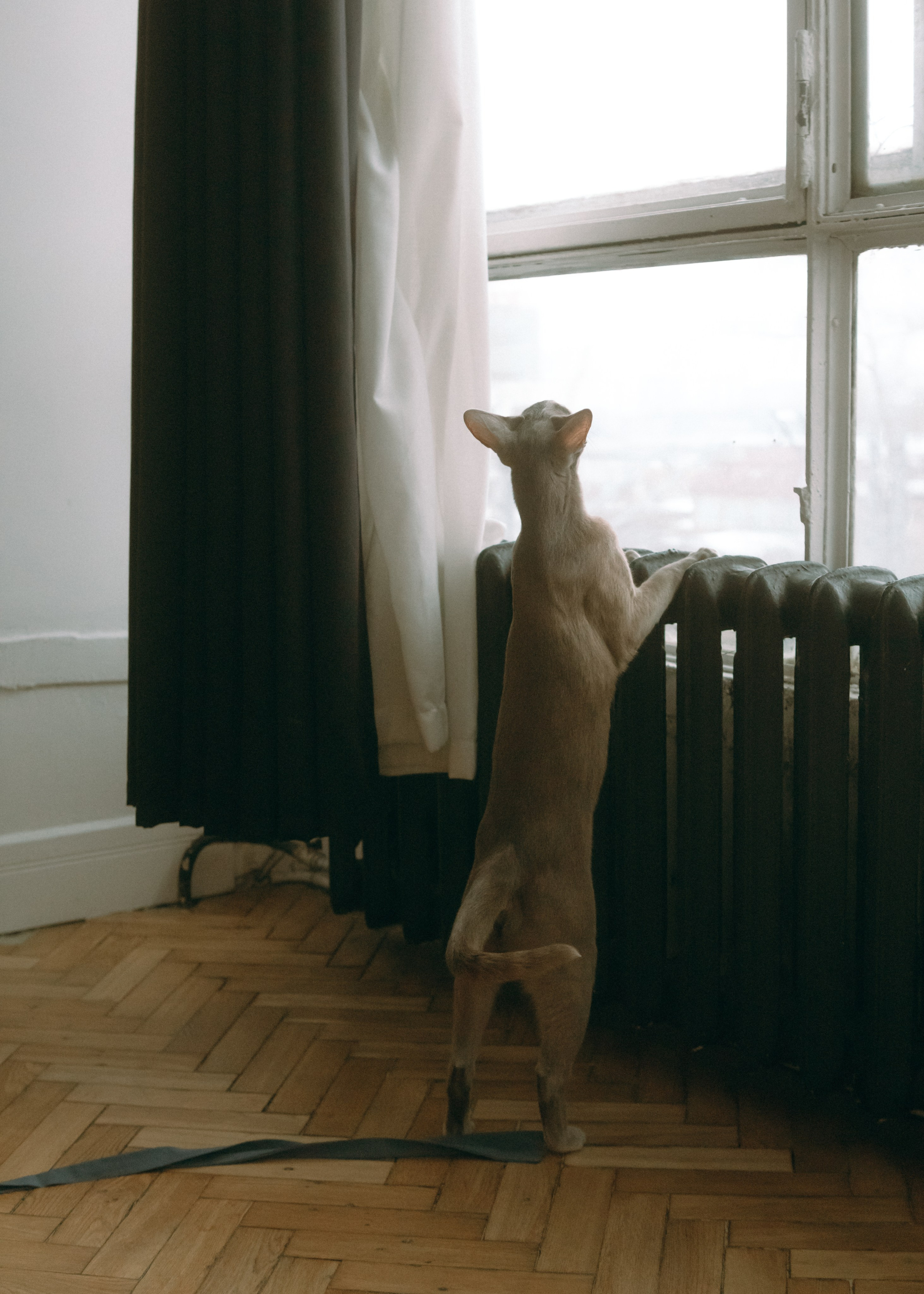 Амина, Булат и Орион. Фотограф-анималист Ксения Воробьева, Москва