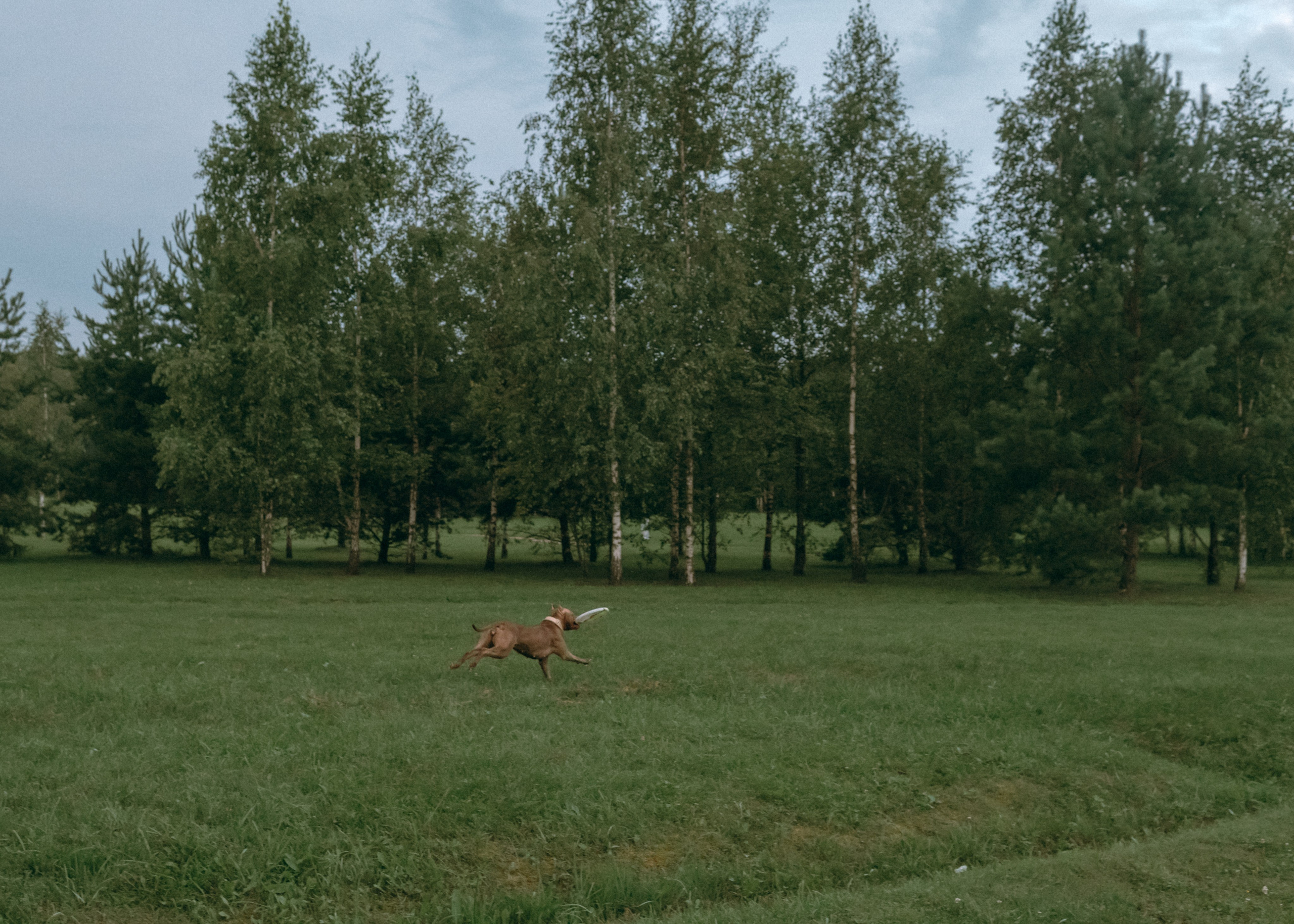 Виолетта, Лила и Питер. Фотограф-анималист Ксения Воробьева, Москва