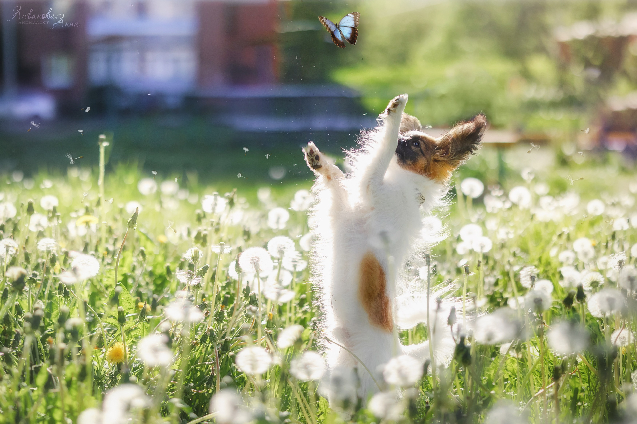 Хьюстон. Фотограф анималист Аня Ливанова | Рыбинск