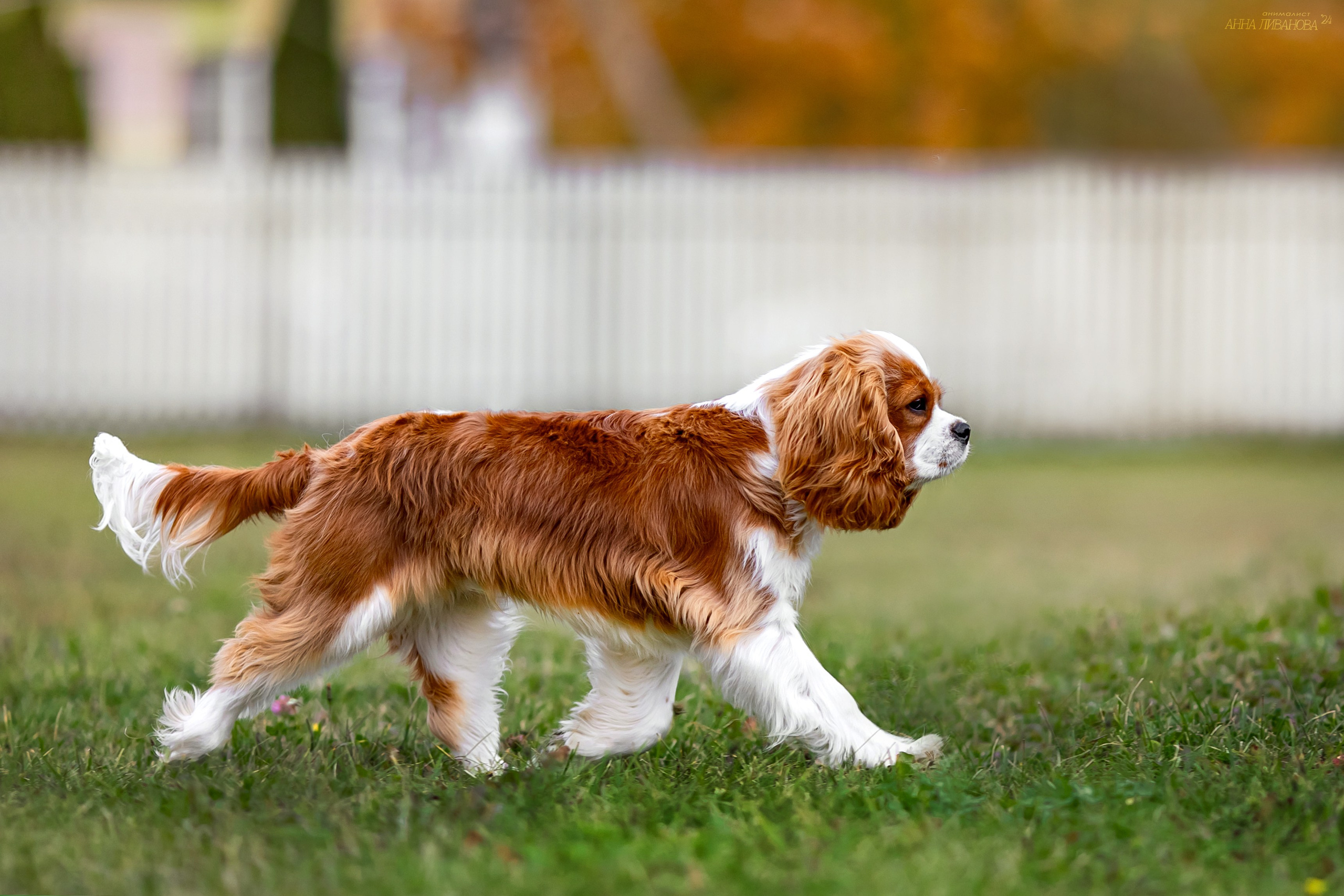 Кавалеры. Фотограф анималист Аня Ливанова | Рыбинск