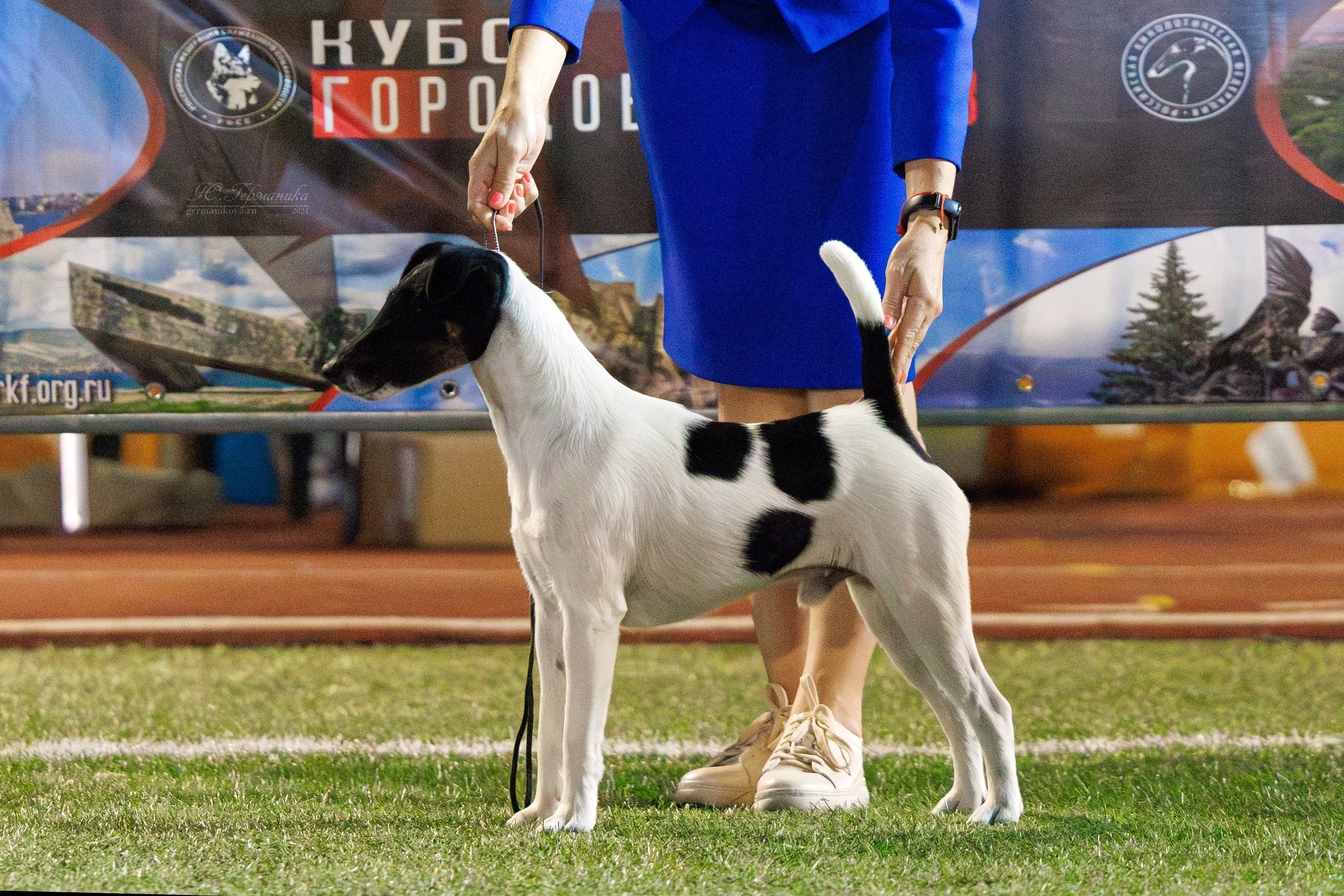 Волгоград 2-4.08.2024. Фотограф-анималист Юлия Германика