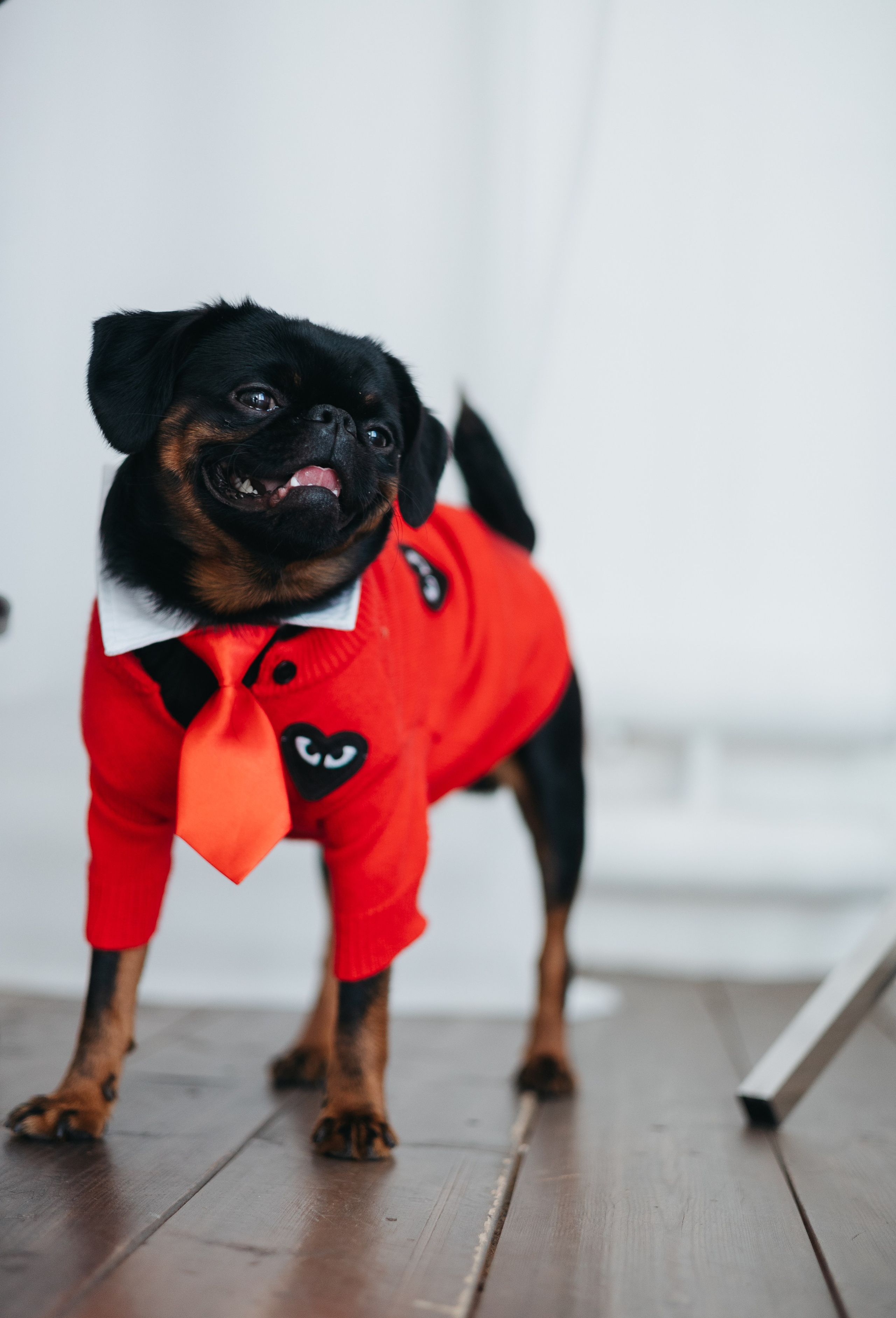 Катя и Бруно. Фотограф животных Евгения Верцинская