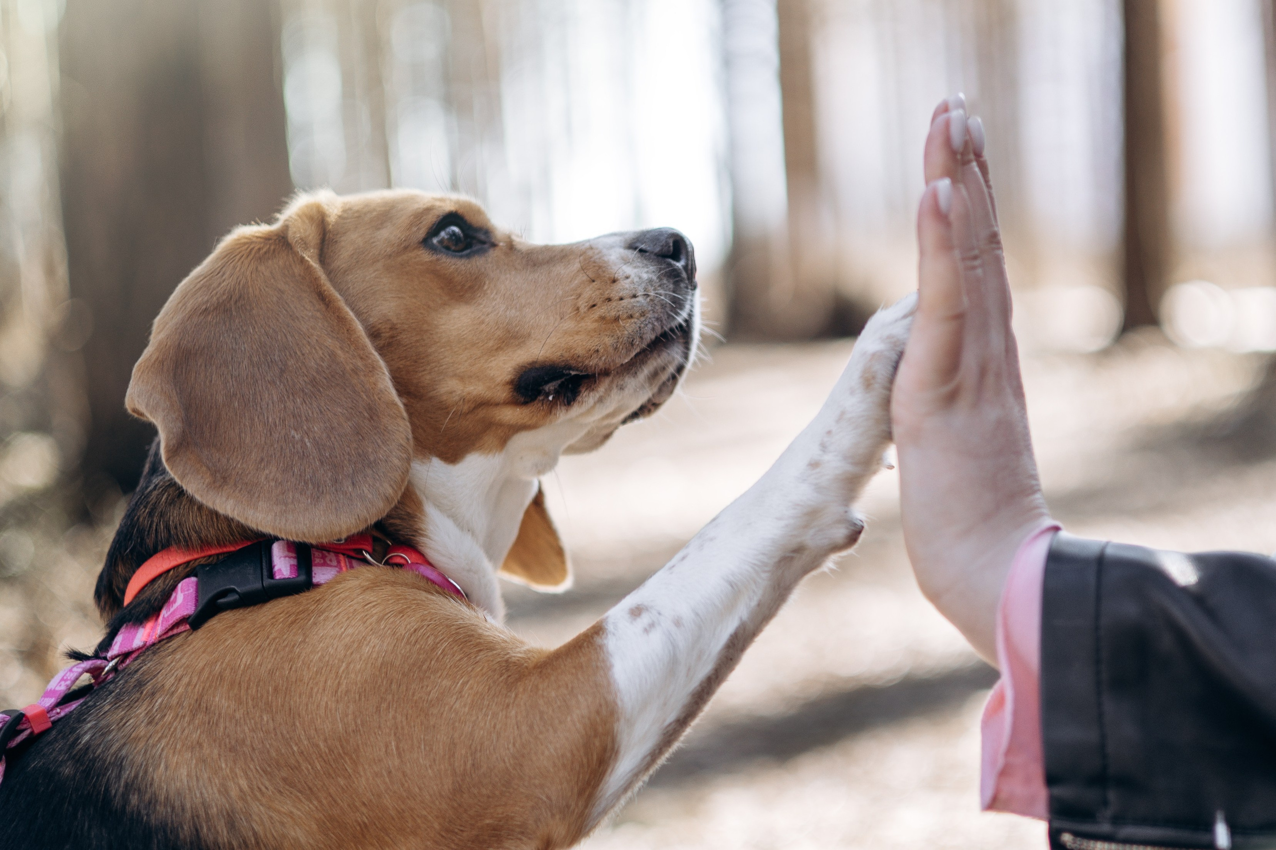 Ксения и Бетти. Фотограф животных Евгения Верцинская