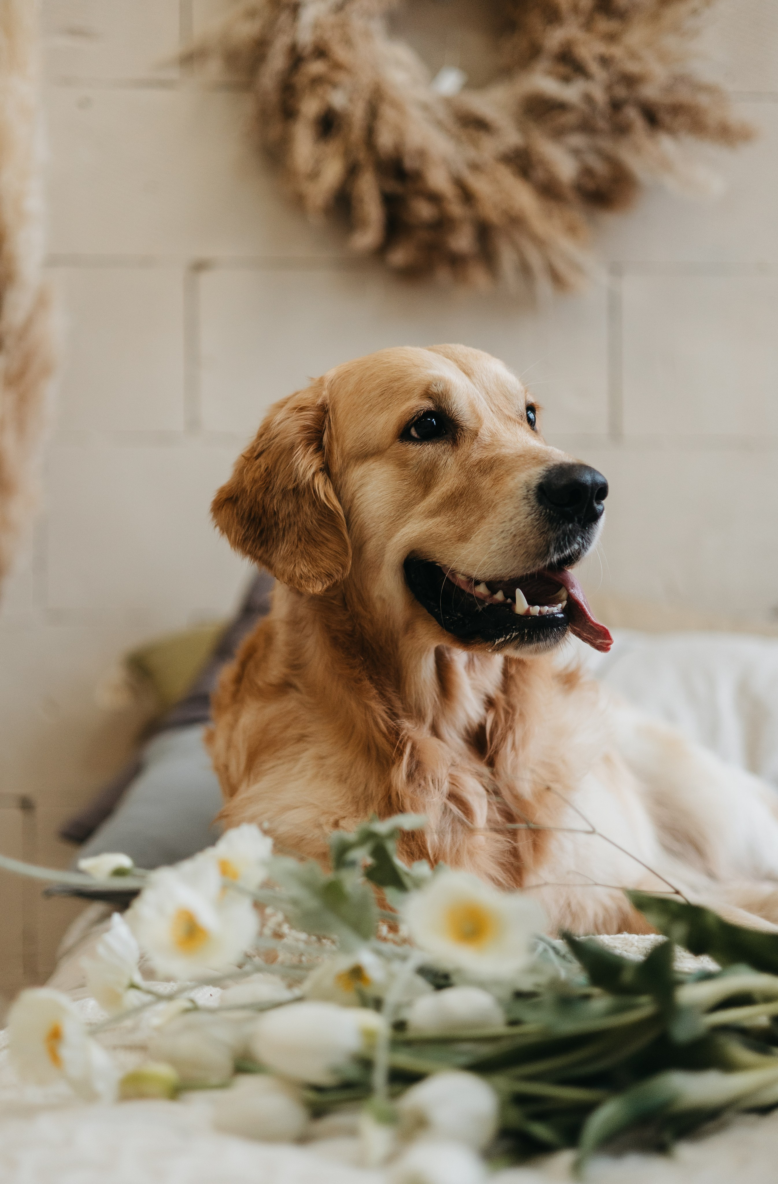 Лена, Никита и Сэм. Фотограф животных Евгения Верцинская