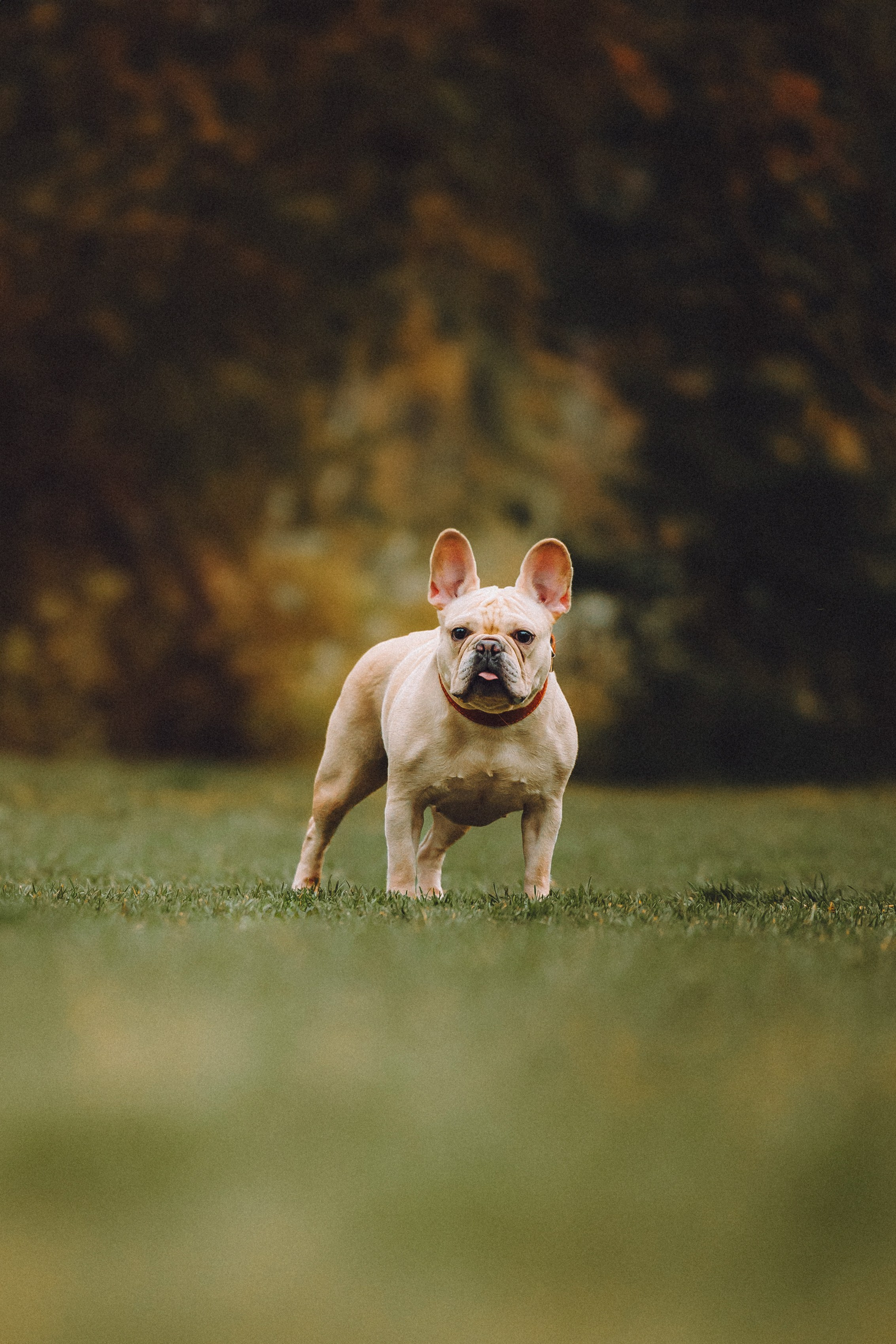 Антонина и Амиша