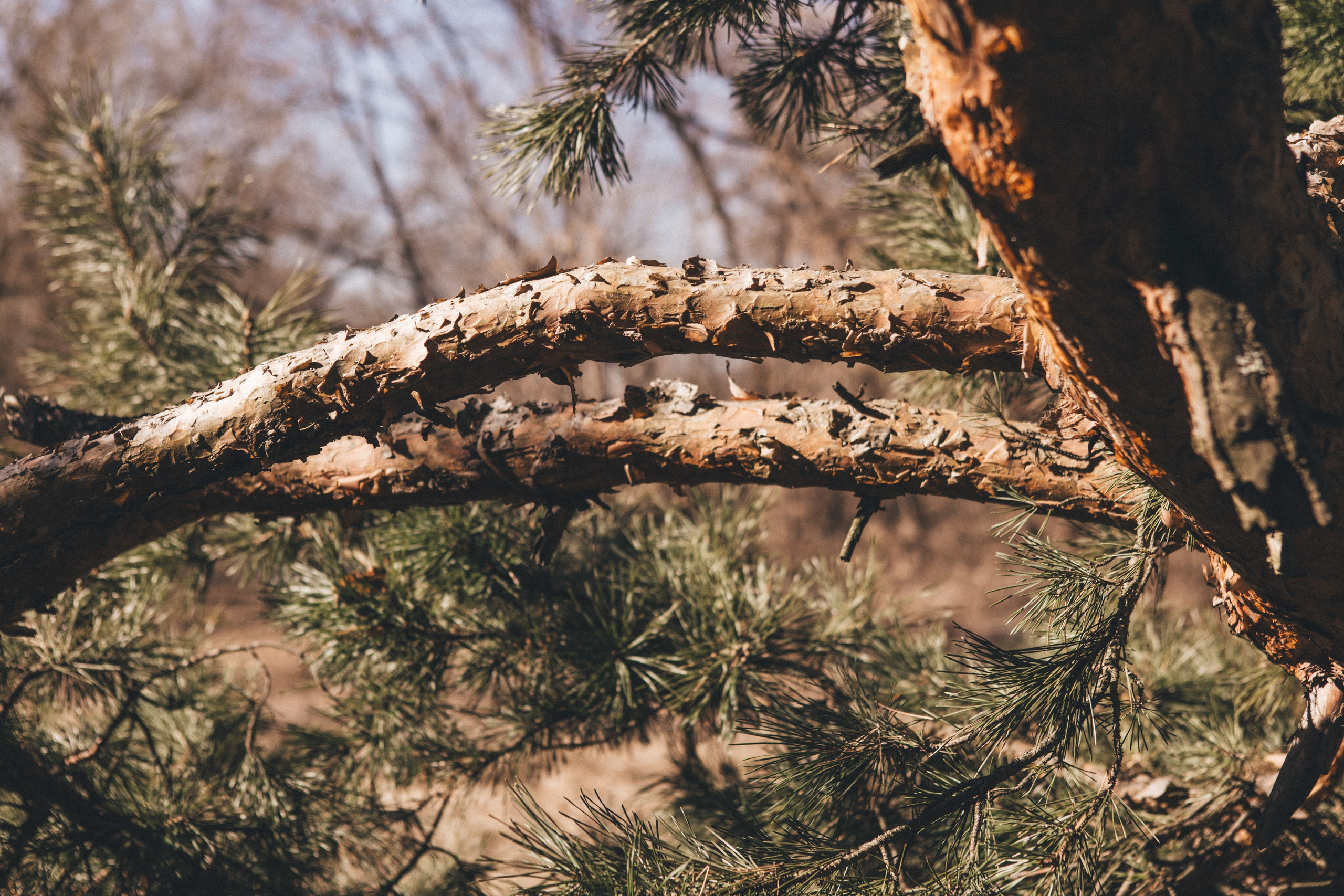 Julia & Jessie. Portrait, family and pet photographer in Cyprus, Ksenia Bourdelle
