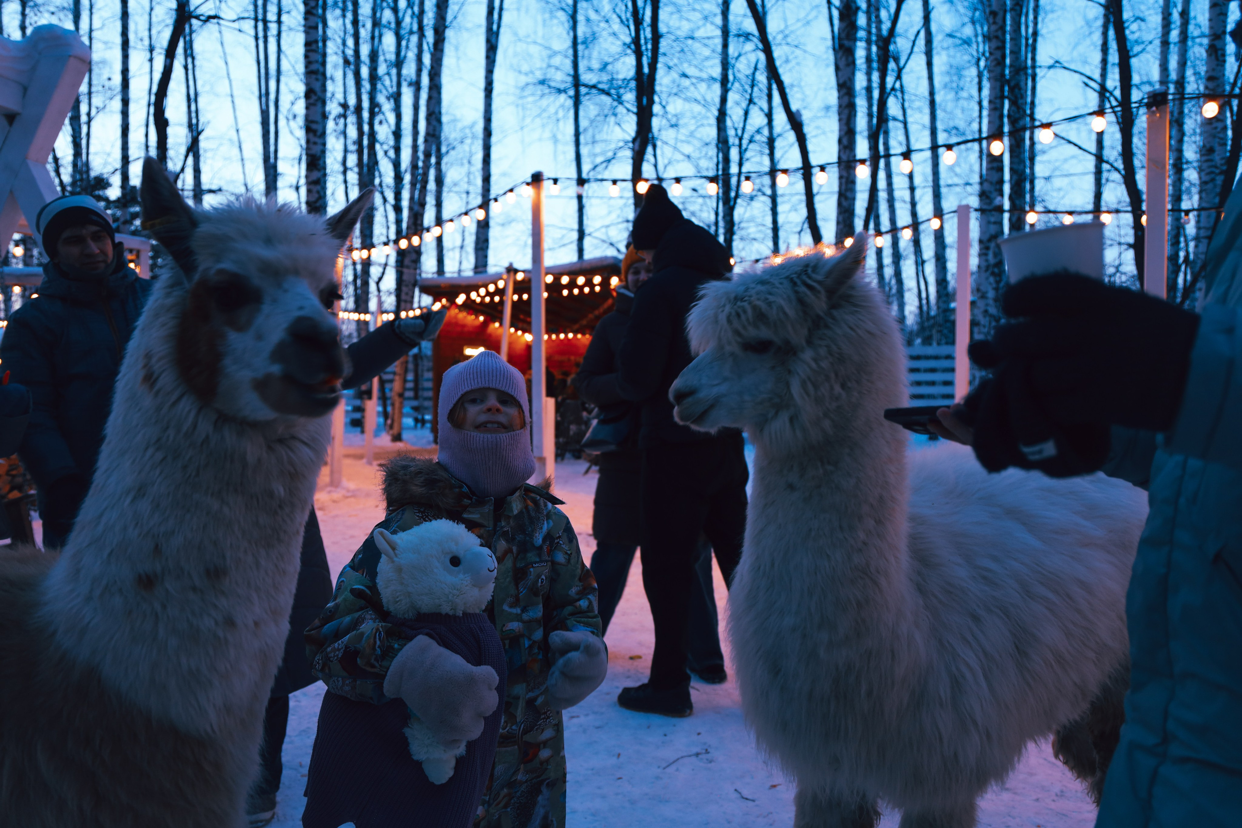Alpaca park. Фотограф/дизайнер в Екатеринбурге Хитрый Дмитрий