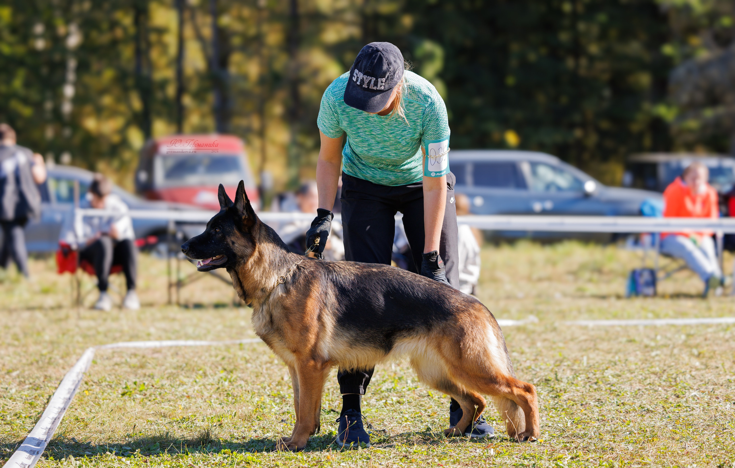 Тверь немецкие овчарки 22.09.2024. Фотограф-анималист Юлия Германика