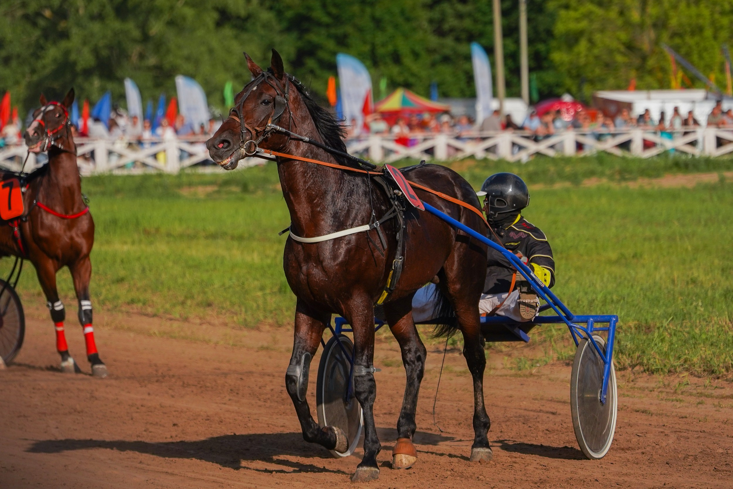 III конные бега на Кубок Главы Чувашии. Фотограф-анималист, портретный фотограф в Чебоксарах Мария Садыкова