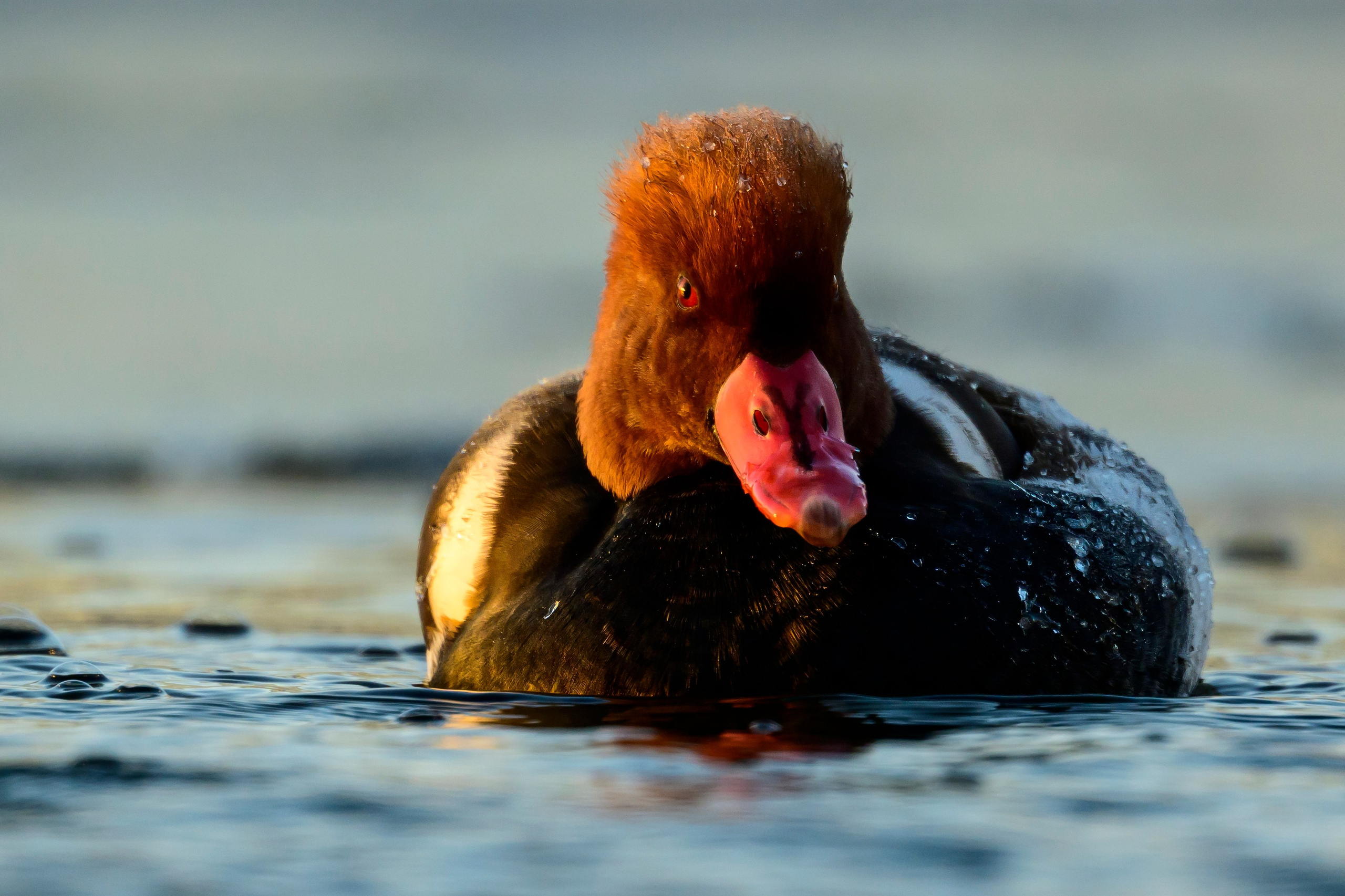 Нырки, гуси, лебеди. Pochards, geese, swans. Wildlife photography by Sergey Puponin