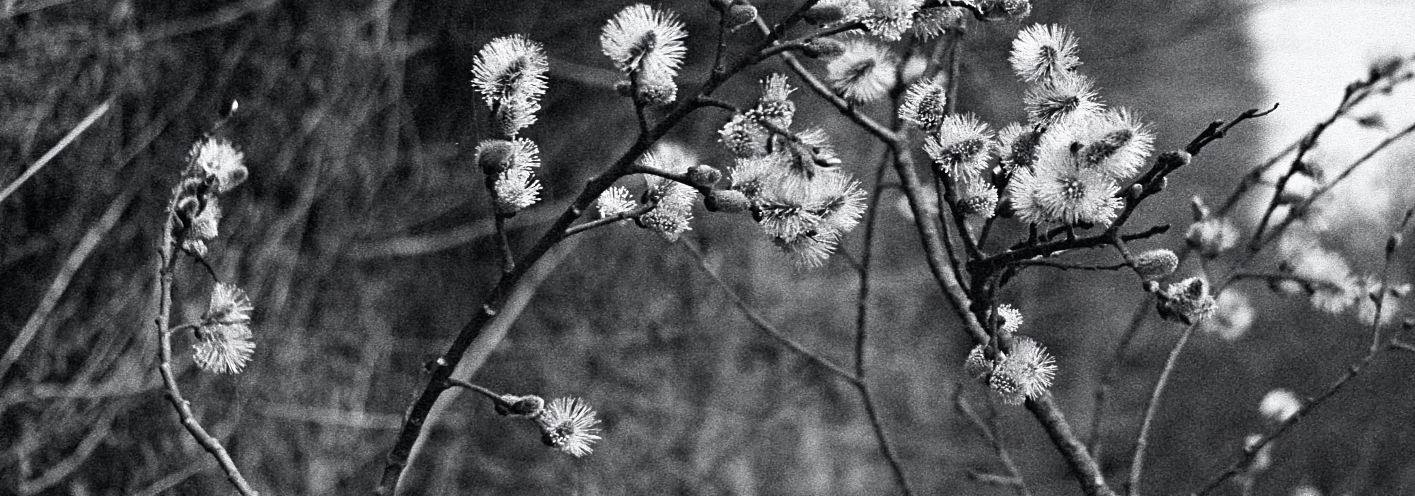 Аlbedo | Серебро. Artkapella|Олег Кузнецов