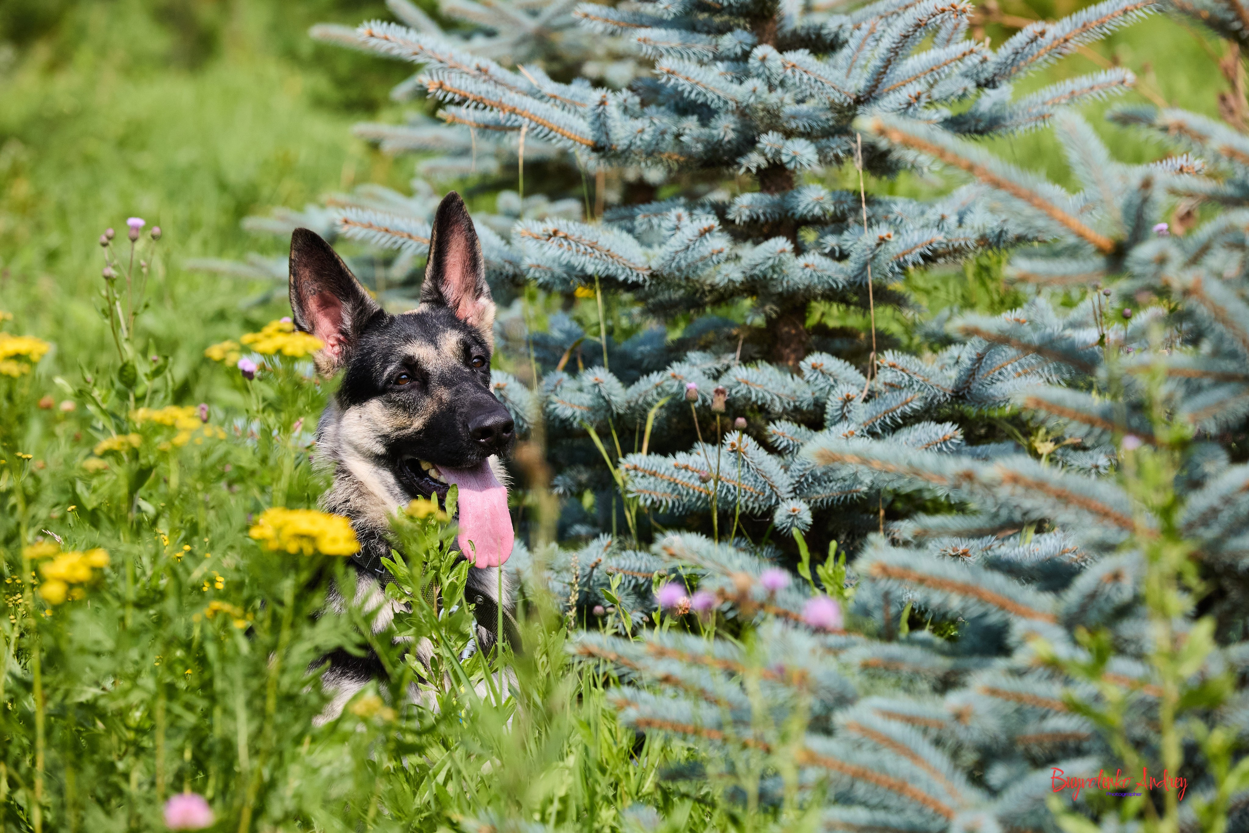 Проект фотопрогулка с хвостиком. Buyvolenko Andrey