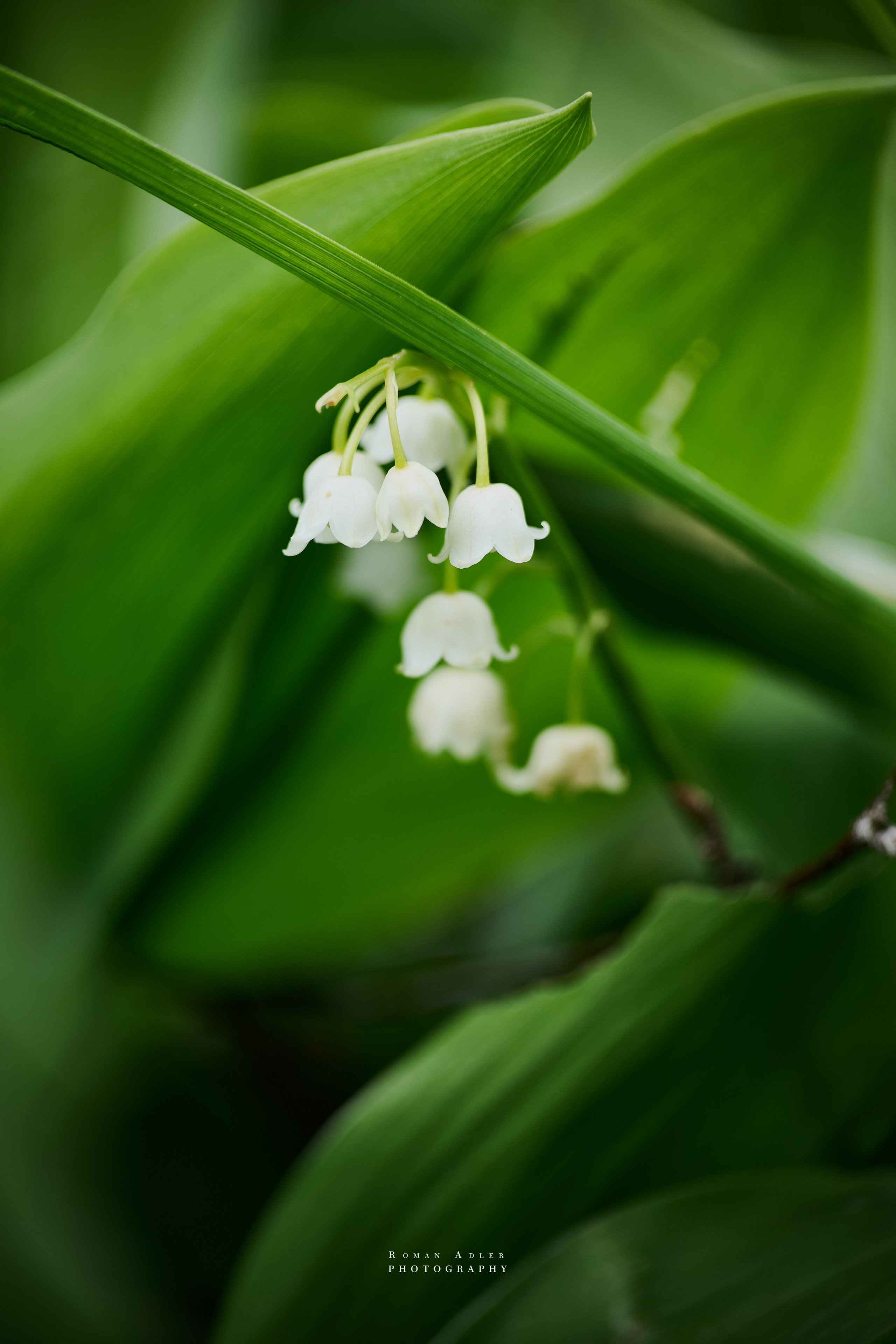 Фотографии весенних цветов. Фотограф Роман Адлер. Фотограф Роман Адлер
