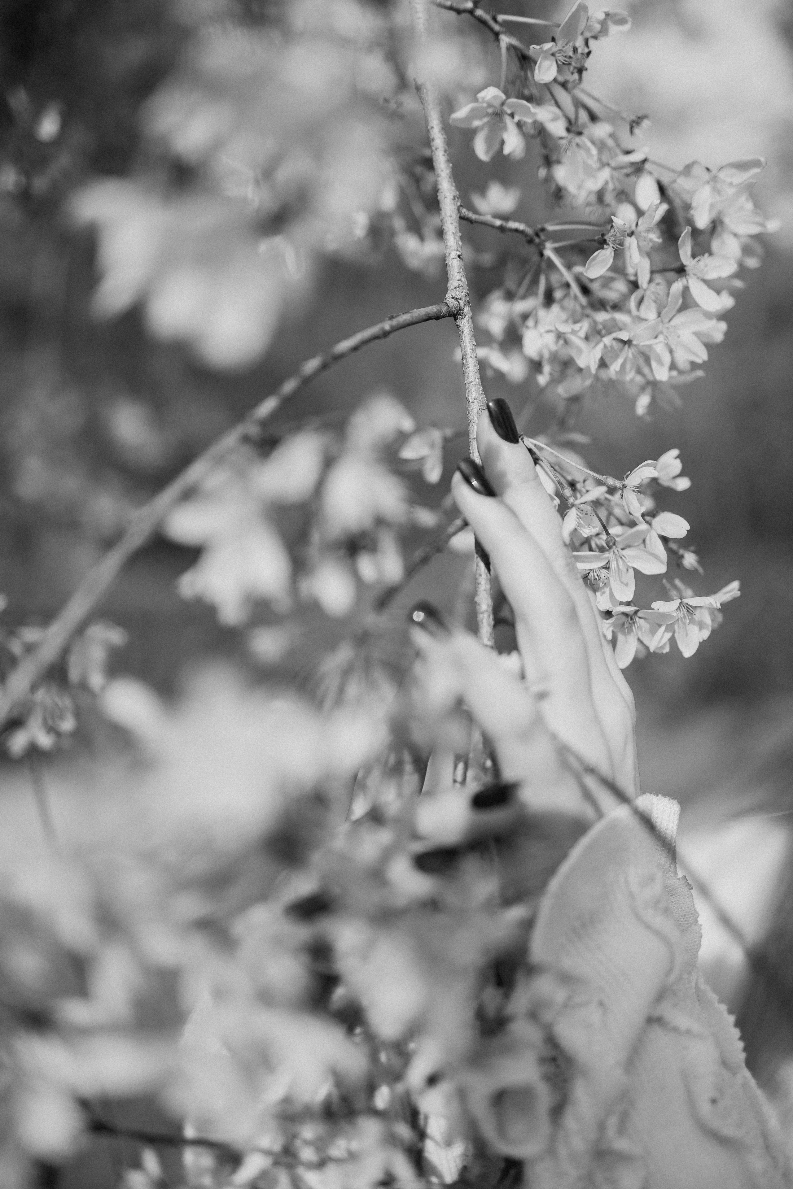 Света в сакуре. Фотограф Сочи Адлер Сириус Красная поляна Олеся Минив