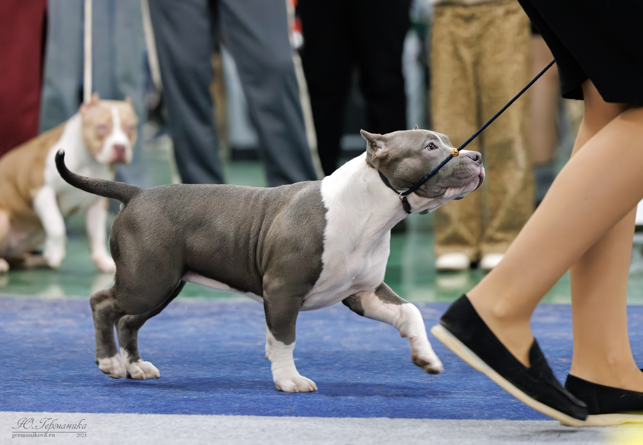 Сфера и Крокус 8,9,16 и 30.03.2025. Фотограф-анималист Юлия Германика