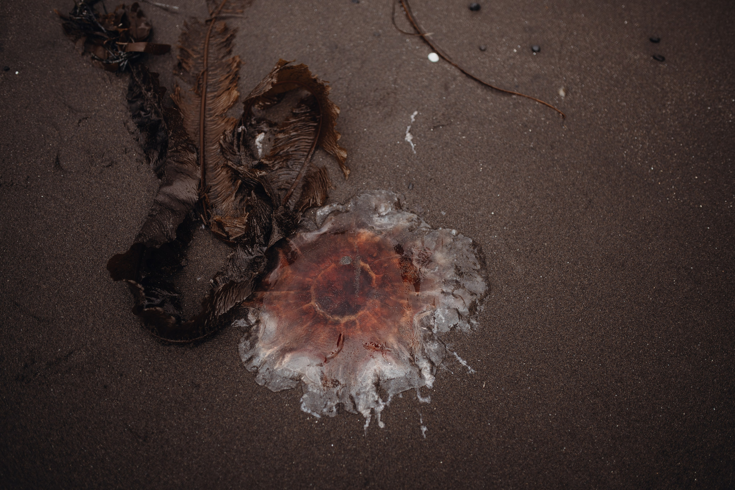 Авторский тур «Оля, куда завтра?!» 2024. Фотограф Итуруп | Курильские острова