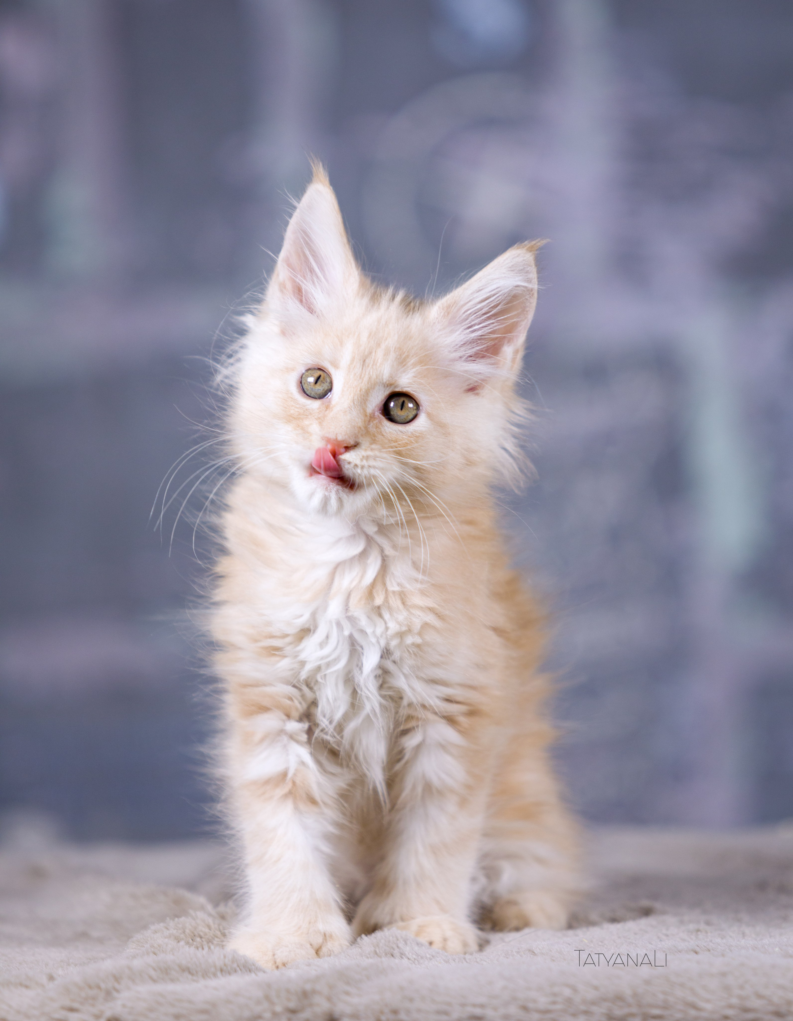 Котята. Фотограф — анималист Татьяна Ли