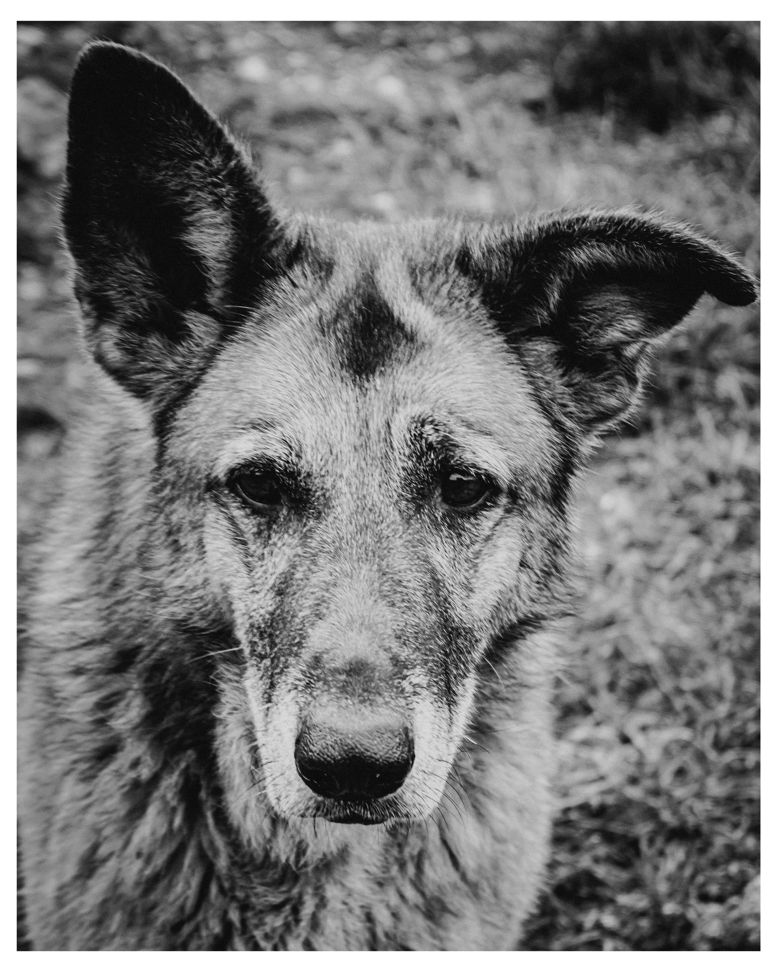 DIANA. Фотограф в Севастополе Максим Черенёв