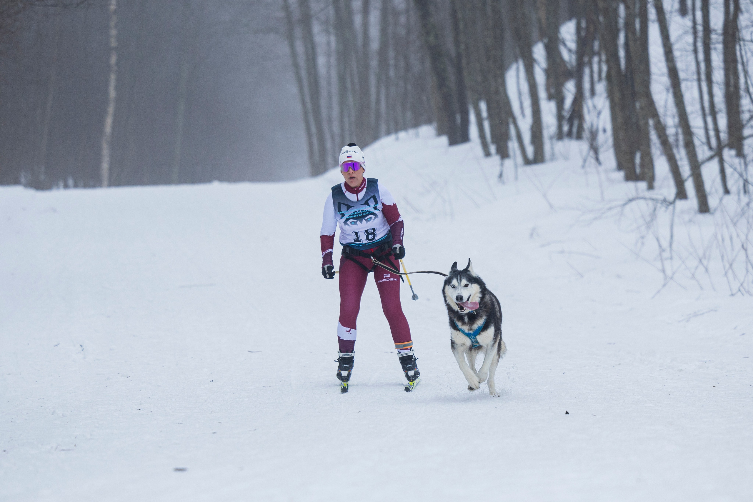 Зимний Чемпионат Санкт-Петербурга по ездовому спорту. Фотограф-анималист Анна Маринич
