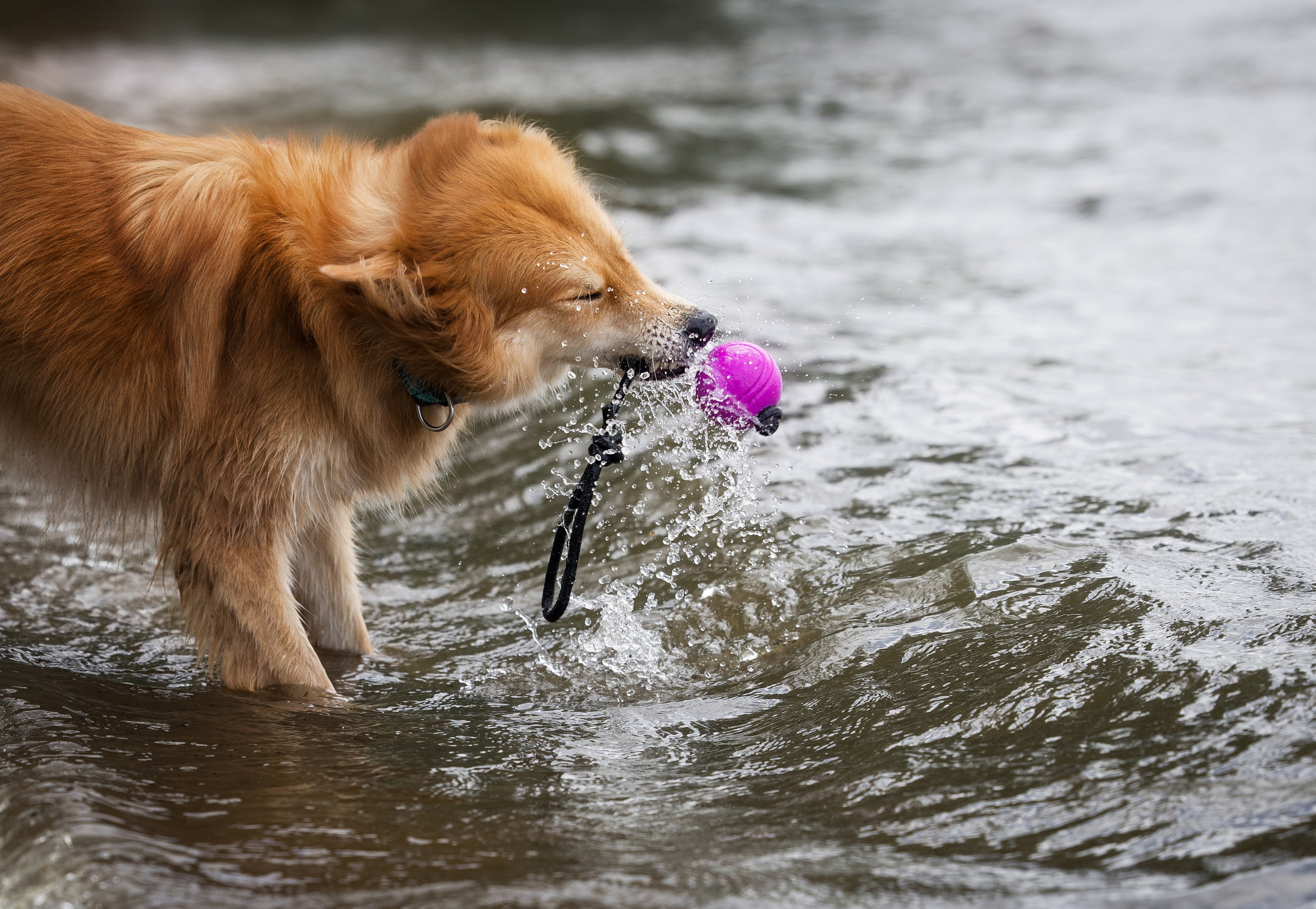 Портфолио. Фотограф-анималист в Екатеринбурге Марина Шишкина