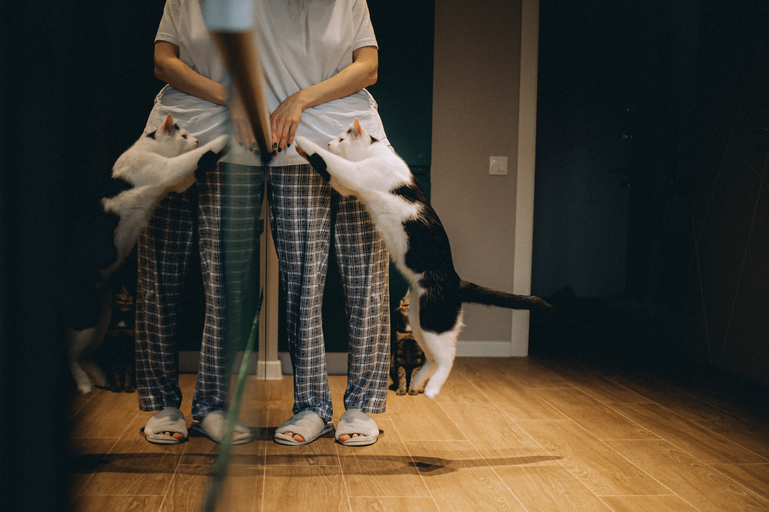 Рыся, Кепа и их семья