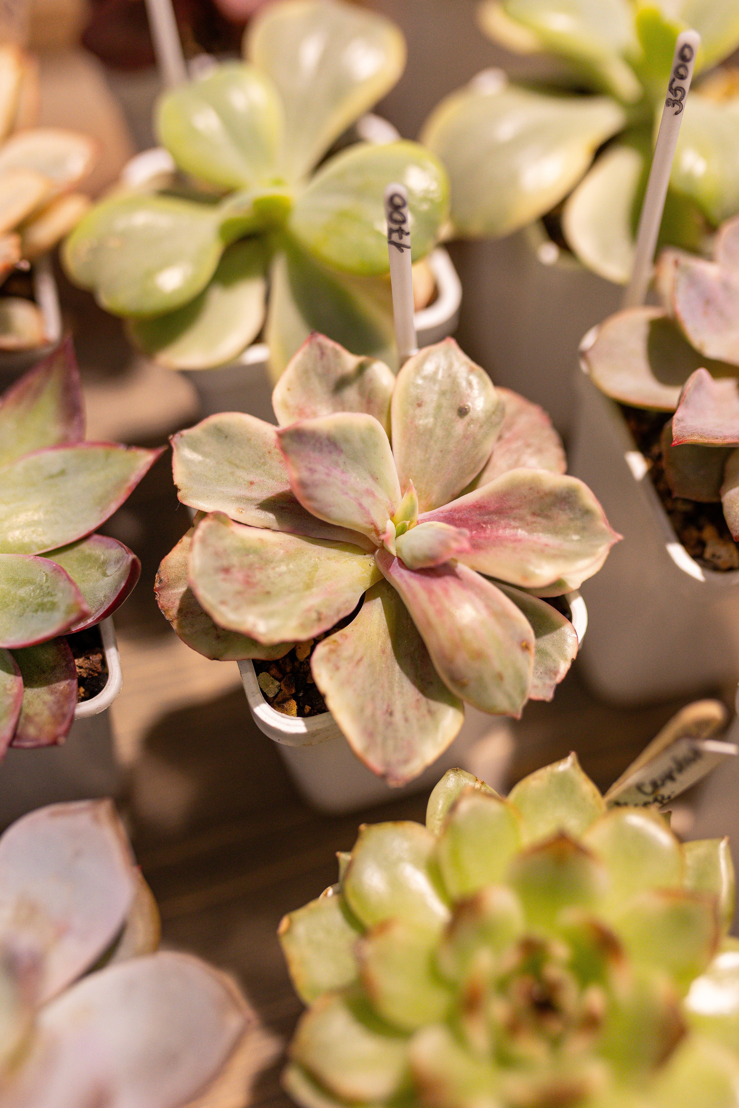 Ярмарка Green Rare 20.09.25. Александра Куликова фотограф, Москва