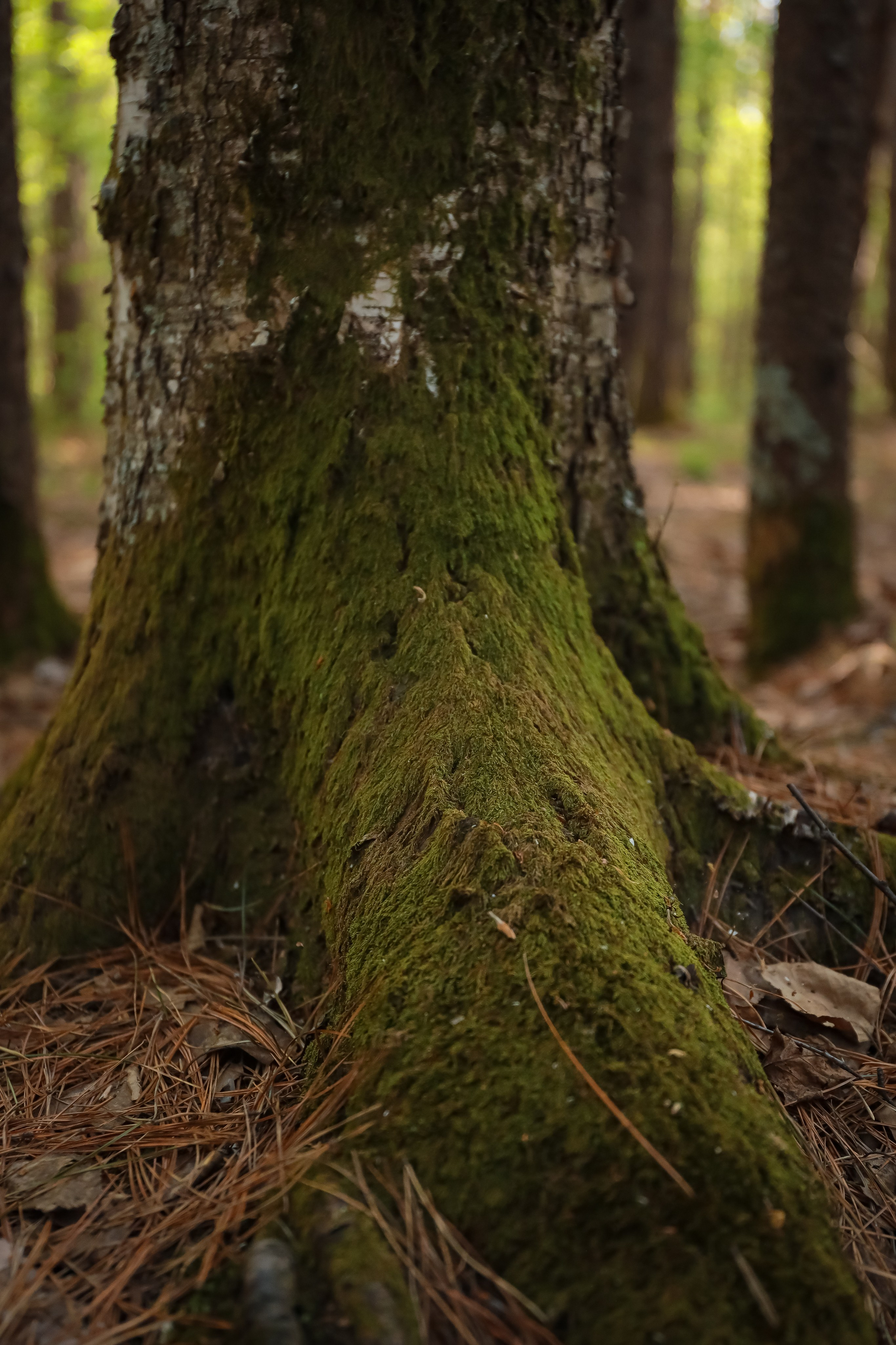 В сосновом лесу. Фотограф г. Хабаровск. Семейные и индивидуальные съёмки